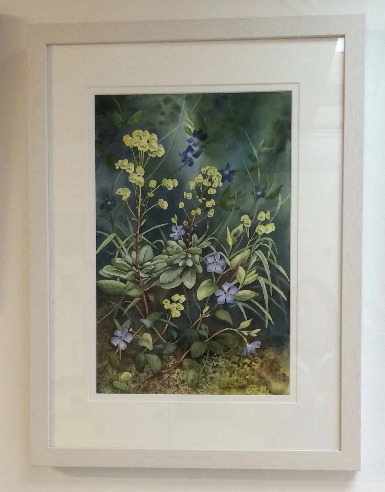 Framed watercolour painting of yellow euphorbia or woodspurge amongst blue periwinkle vinca flowers