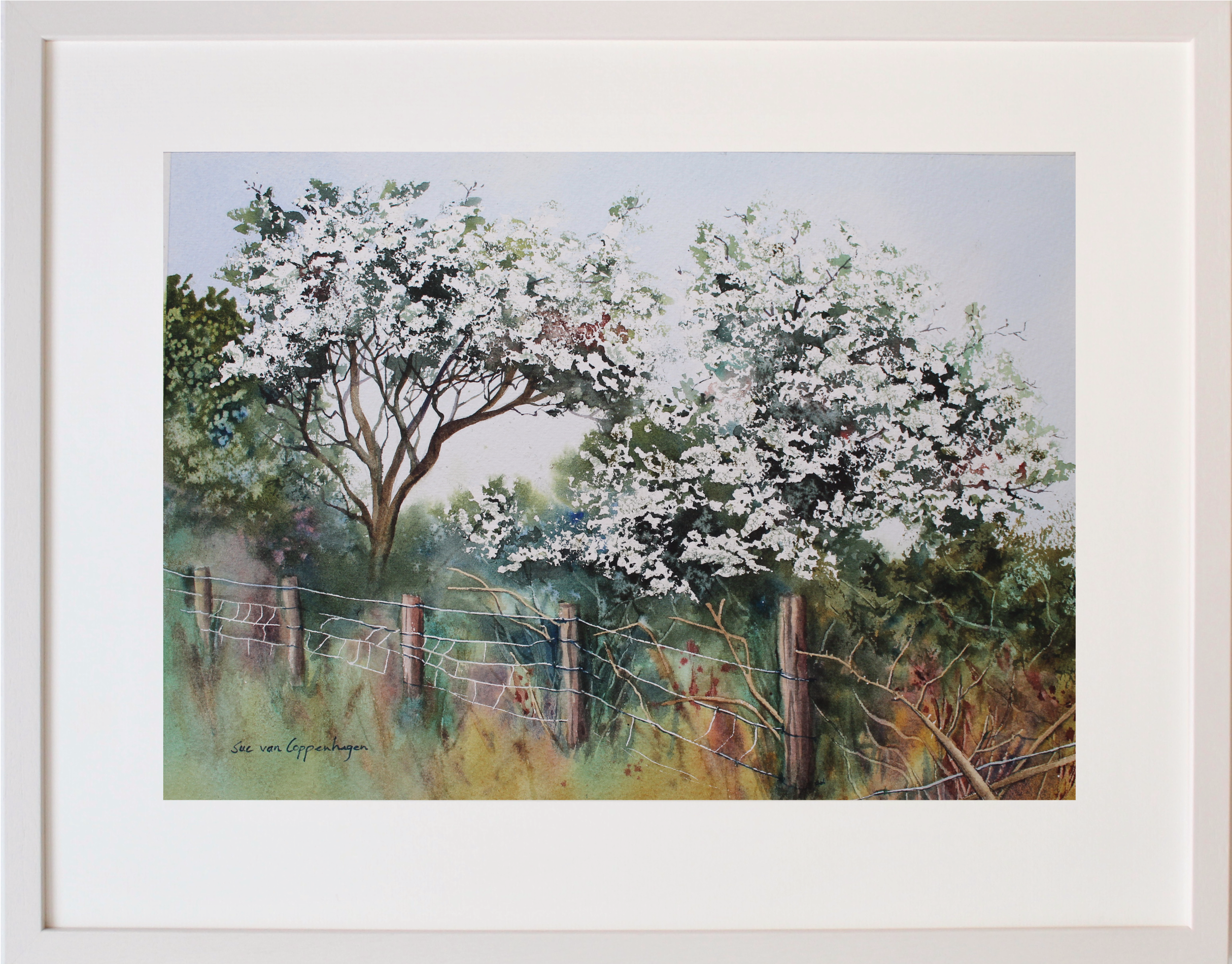 Framed watercolour painting of an Irish hedgerow with blossoming hawthorn trees