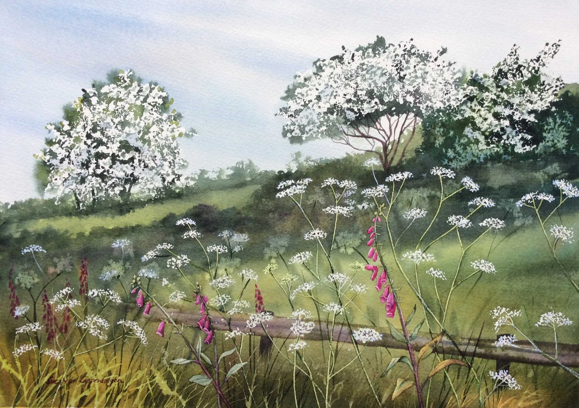 Painting of an Irish field with hawthorn trees in blossom foxgloves and cow parsley