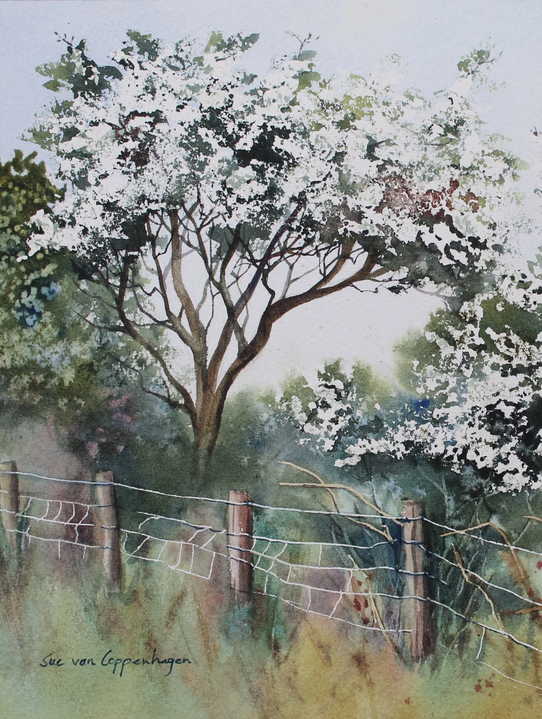 Detail of watercolour painting of hawthorn trees in blossom in an Irish hedgerow with a fence