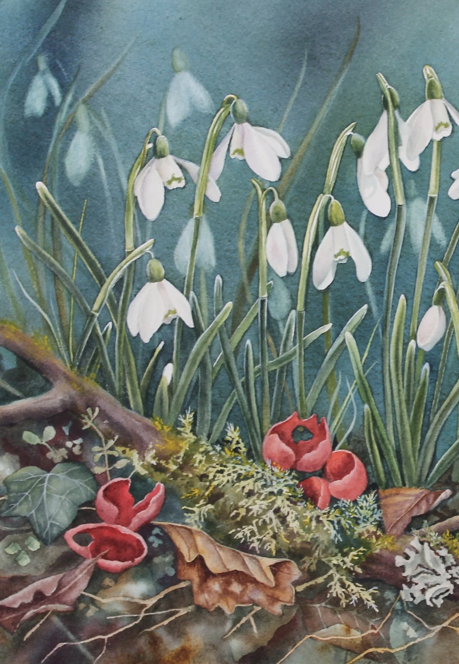 Detail of watercolour painting of snowdrops and scarlet elf cups among moss and dead leaves