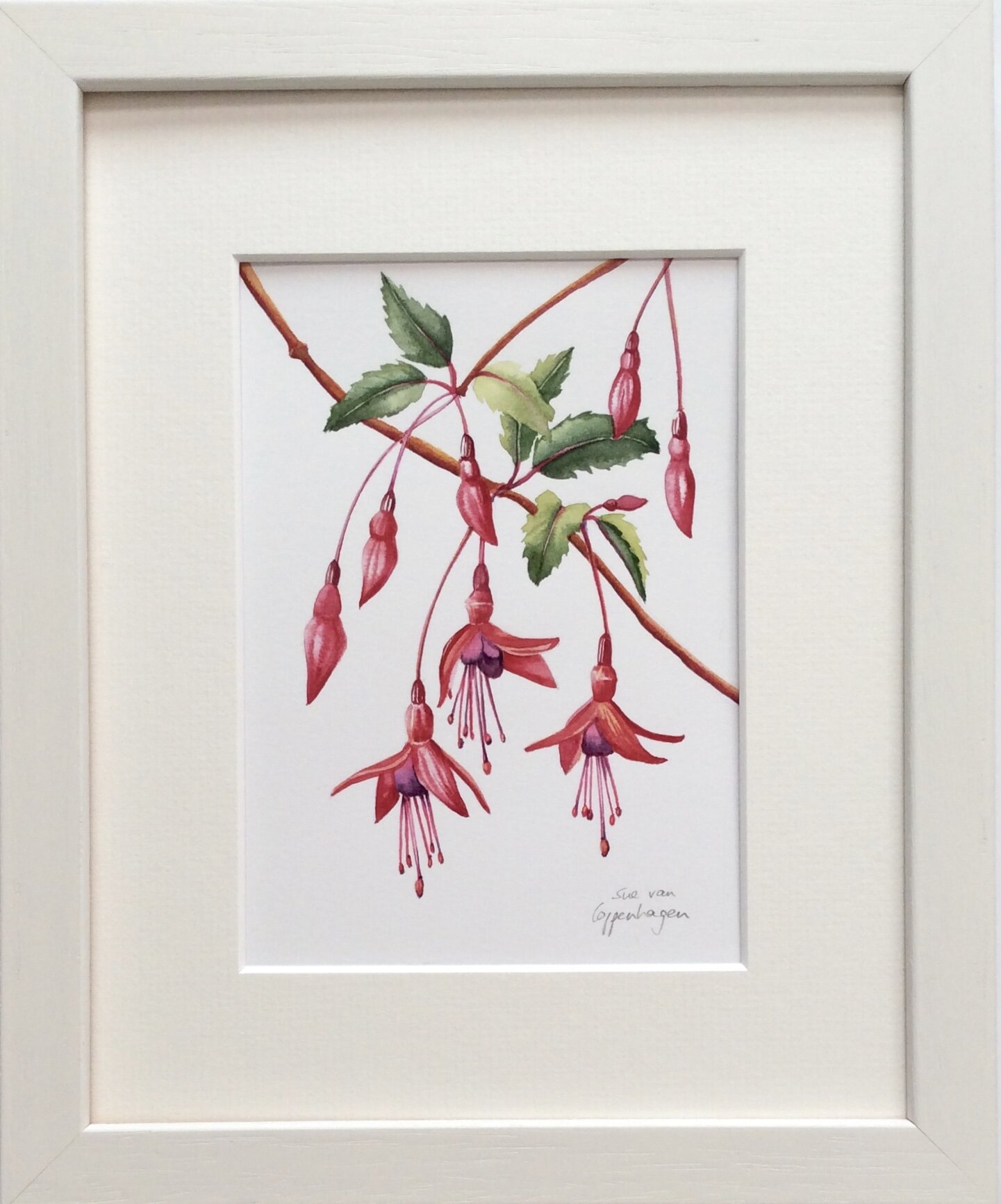 Fuchsias painting framed