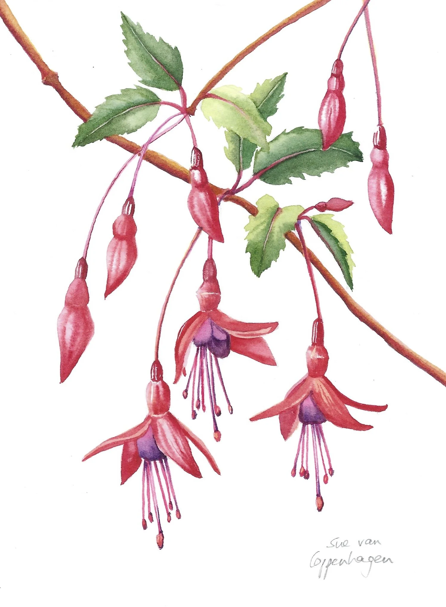 Fuchsias painting