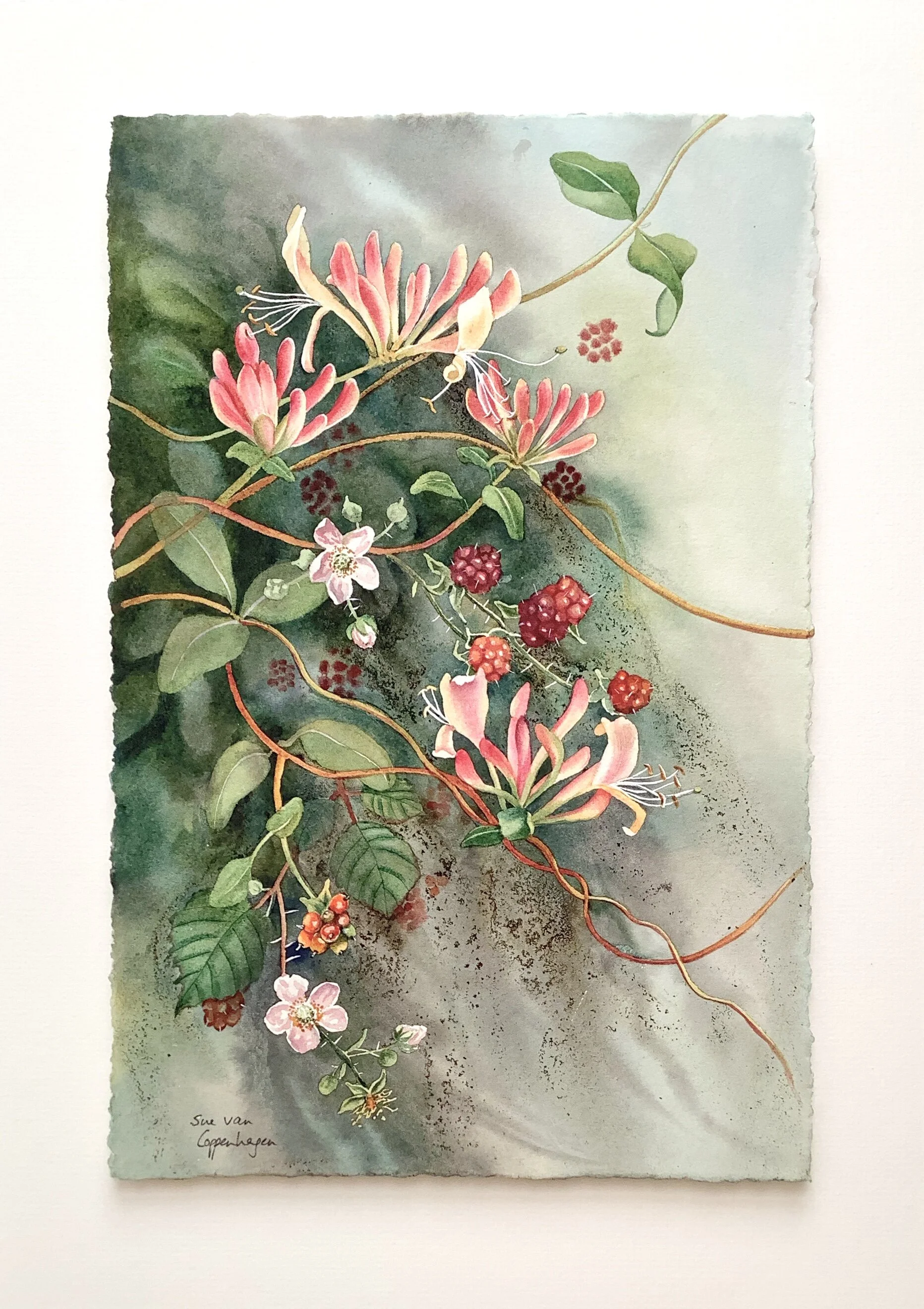 Honeysuckle and Brambles