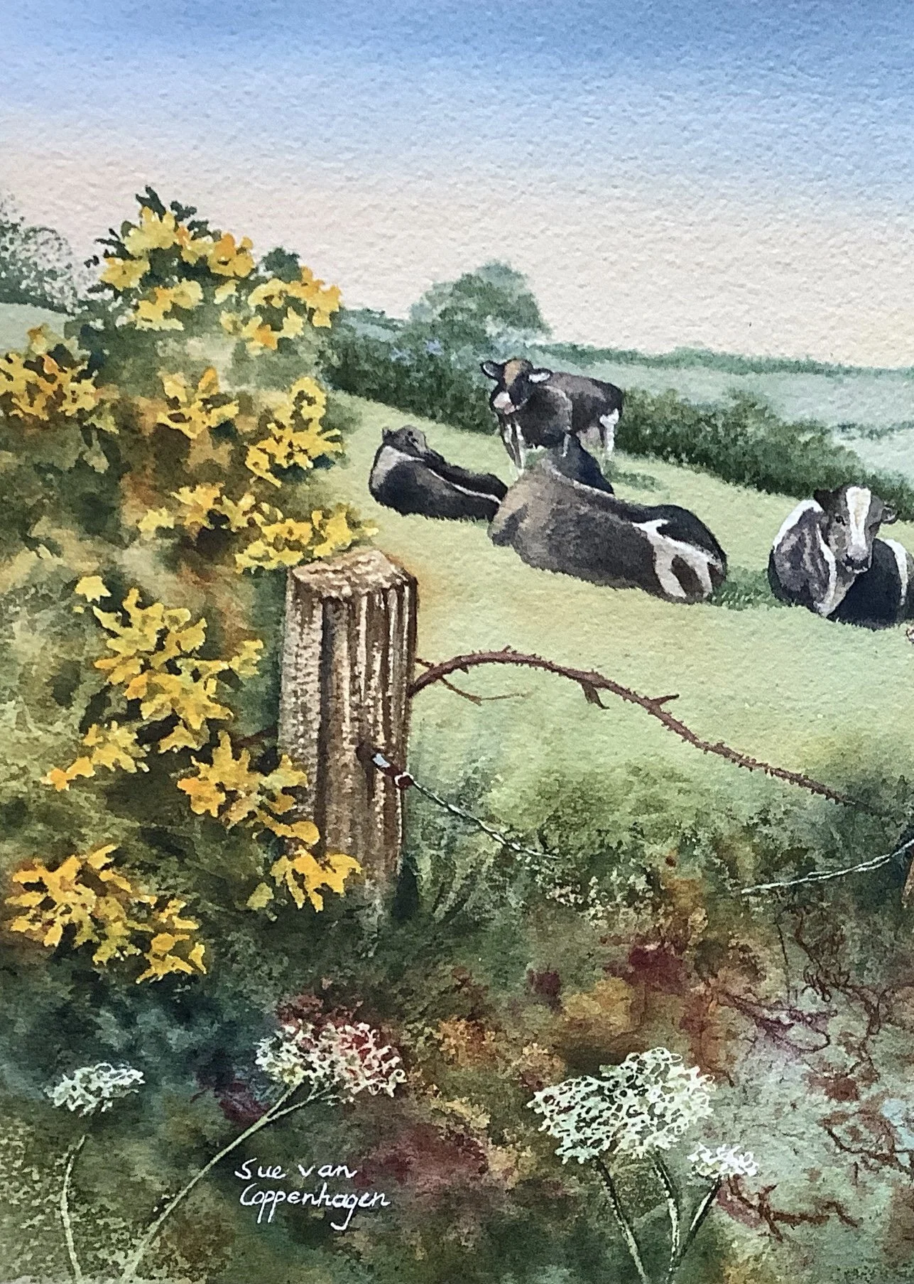 Rural landscape of cows resting in a field bordered by gorse flowers