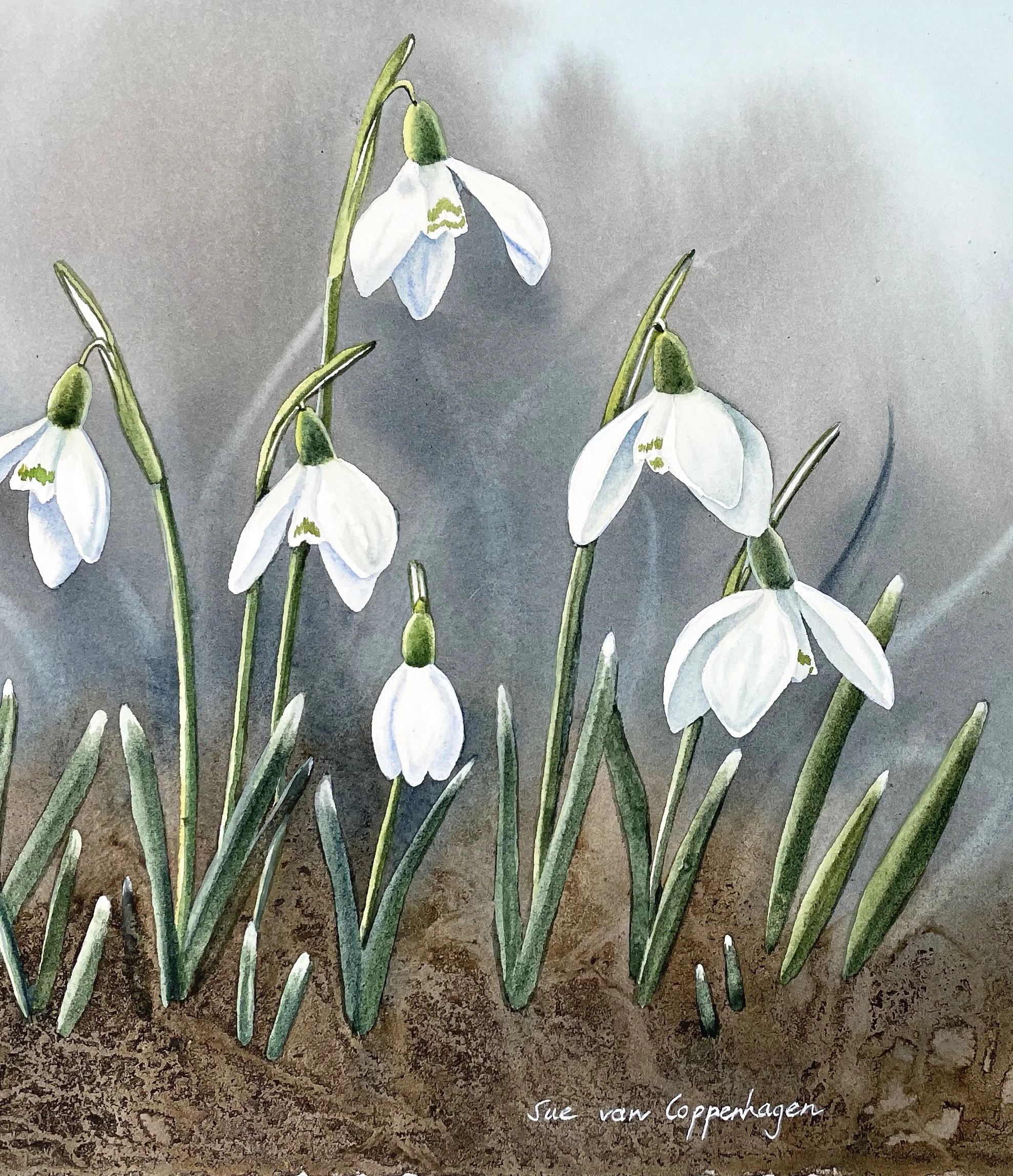 White snowdrop flowers on a neutral background of mist and textured ground litter in a watercolour and ink painting