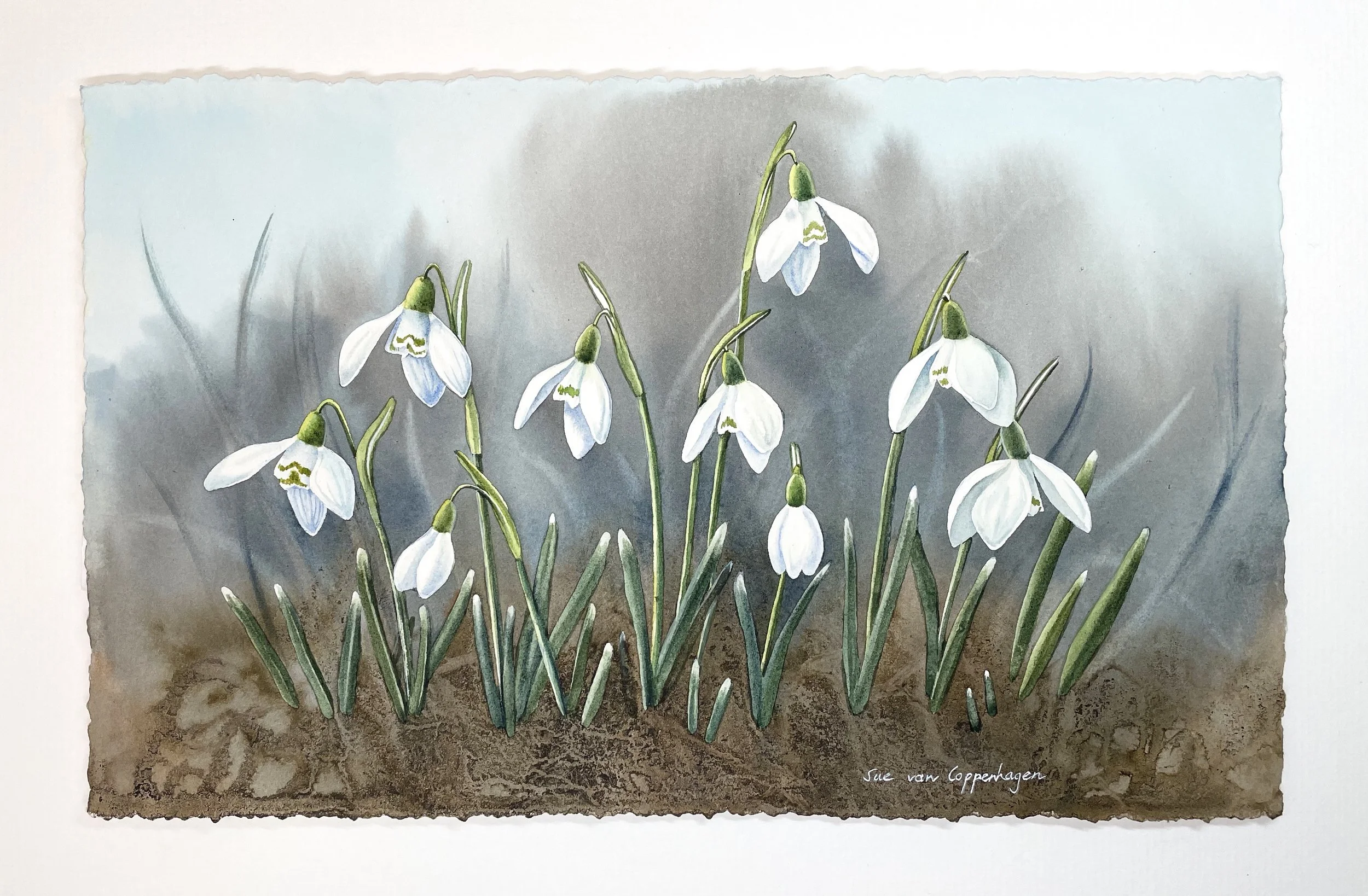 A panel painting of white snowdrop flowers in watercolour and inks