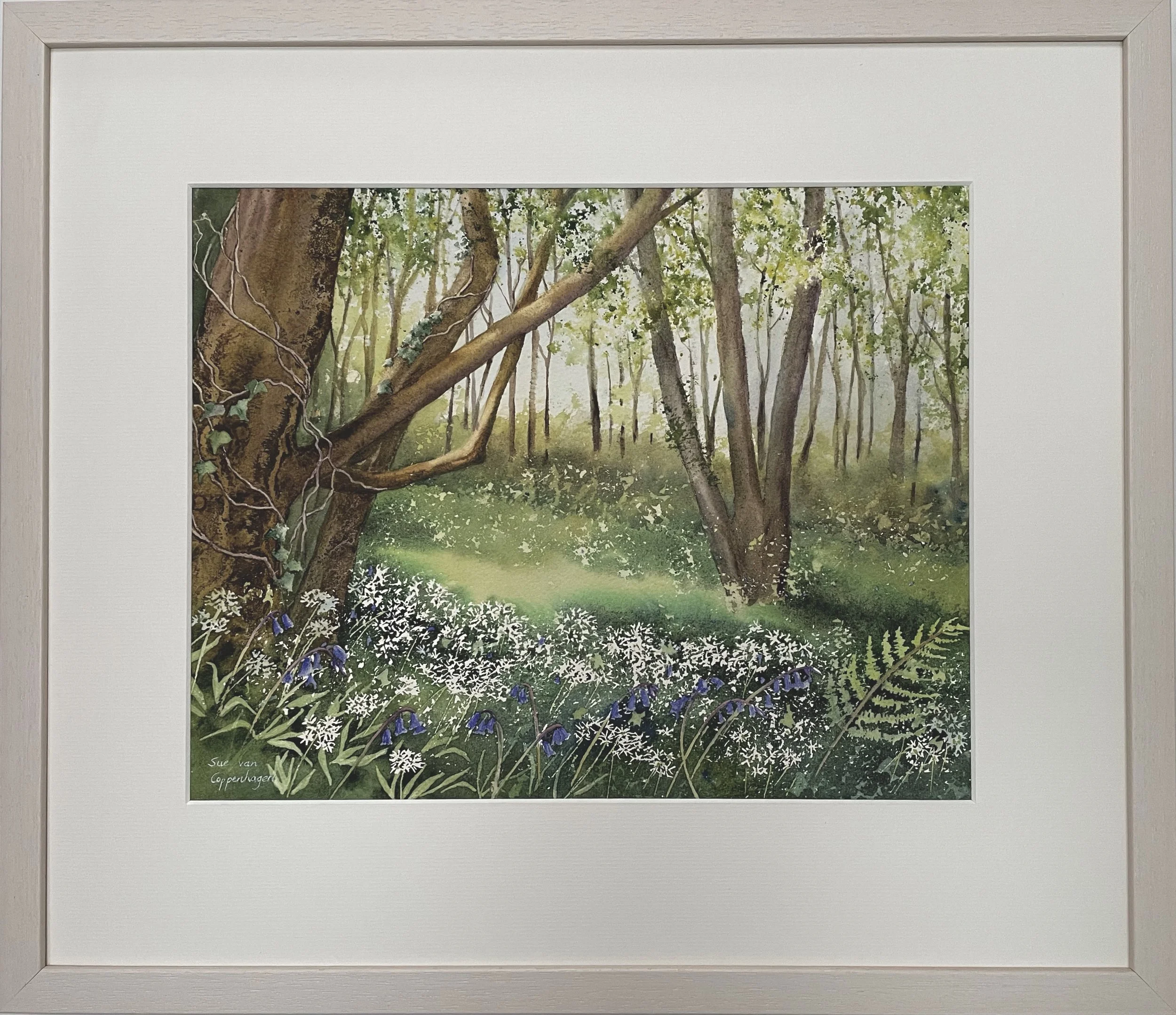 Framed watercolour painting by Sue van Coppenhagen of a woodland scene with bluebells and white ramson flowers