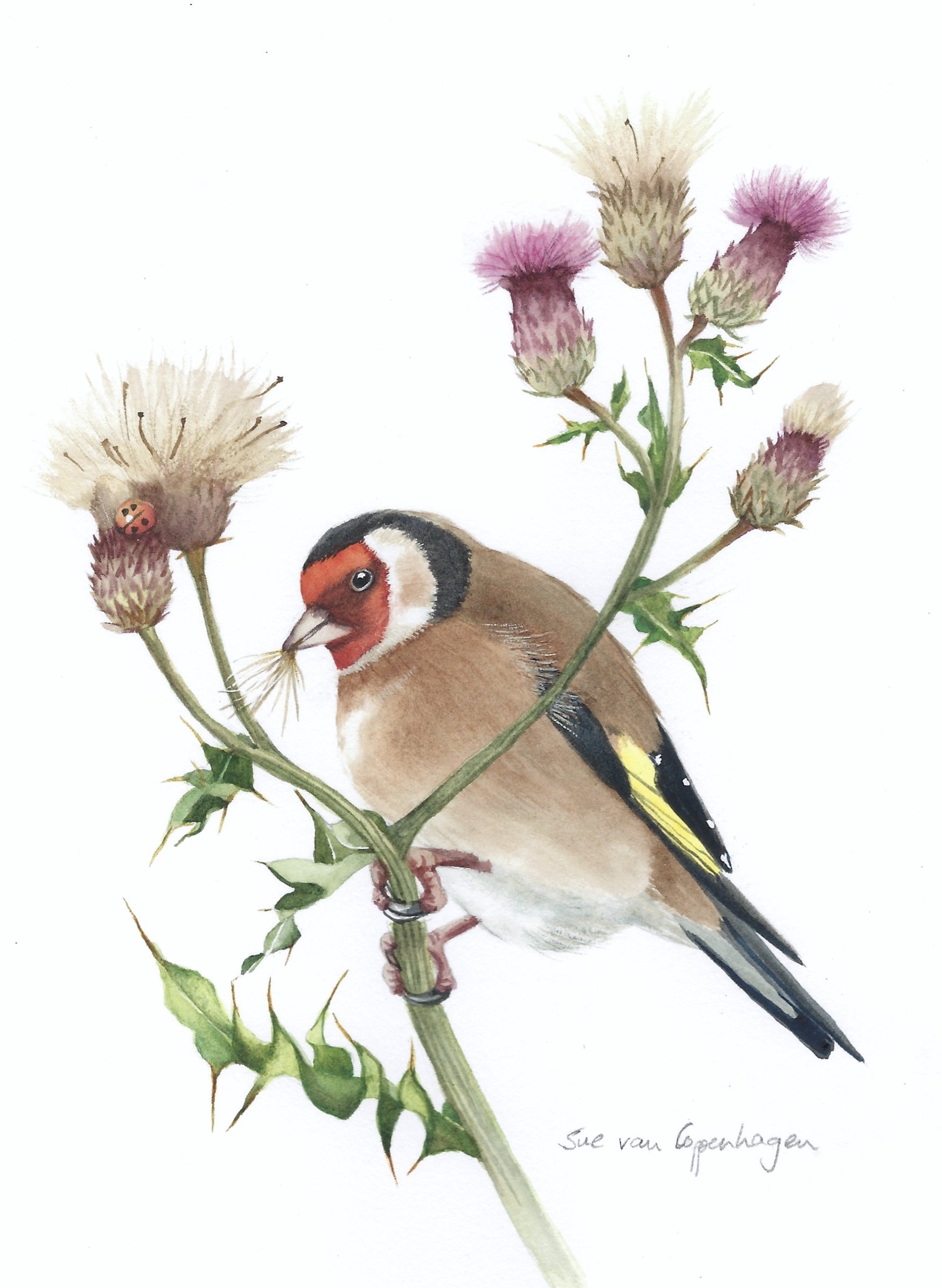 Goldfinch on Creeping Thistle