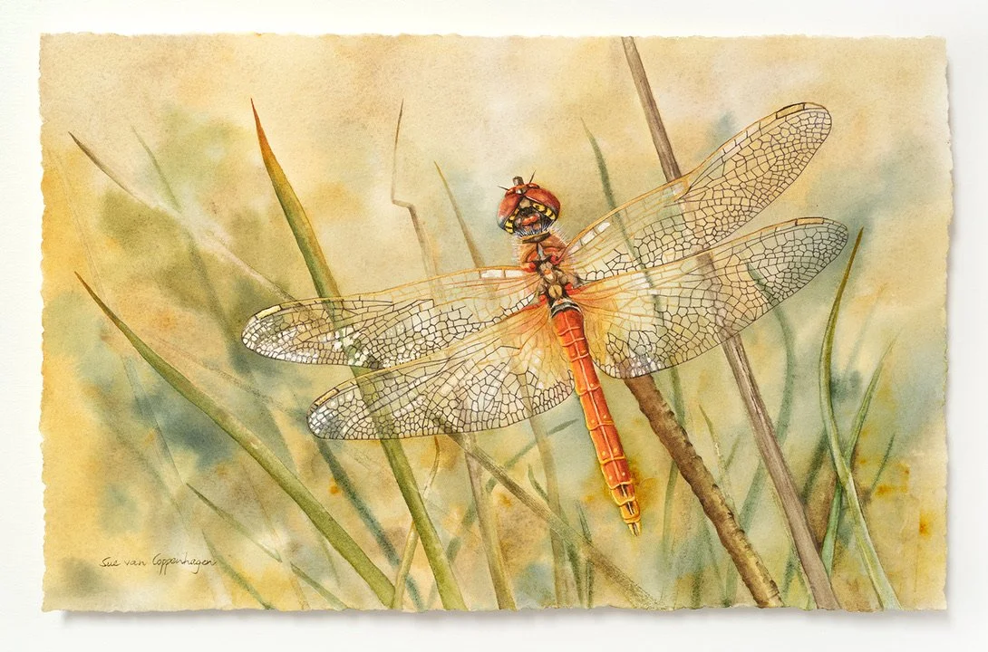 A red-veined darter dragonfly perched on a stalk amongst straw-coloured reeds and grasses