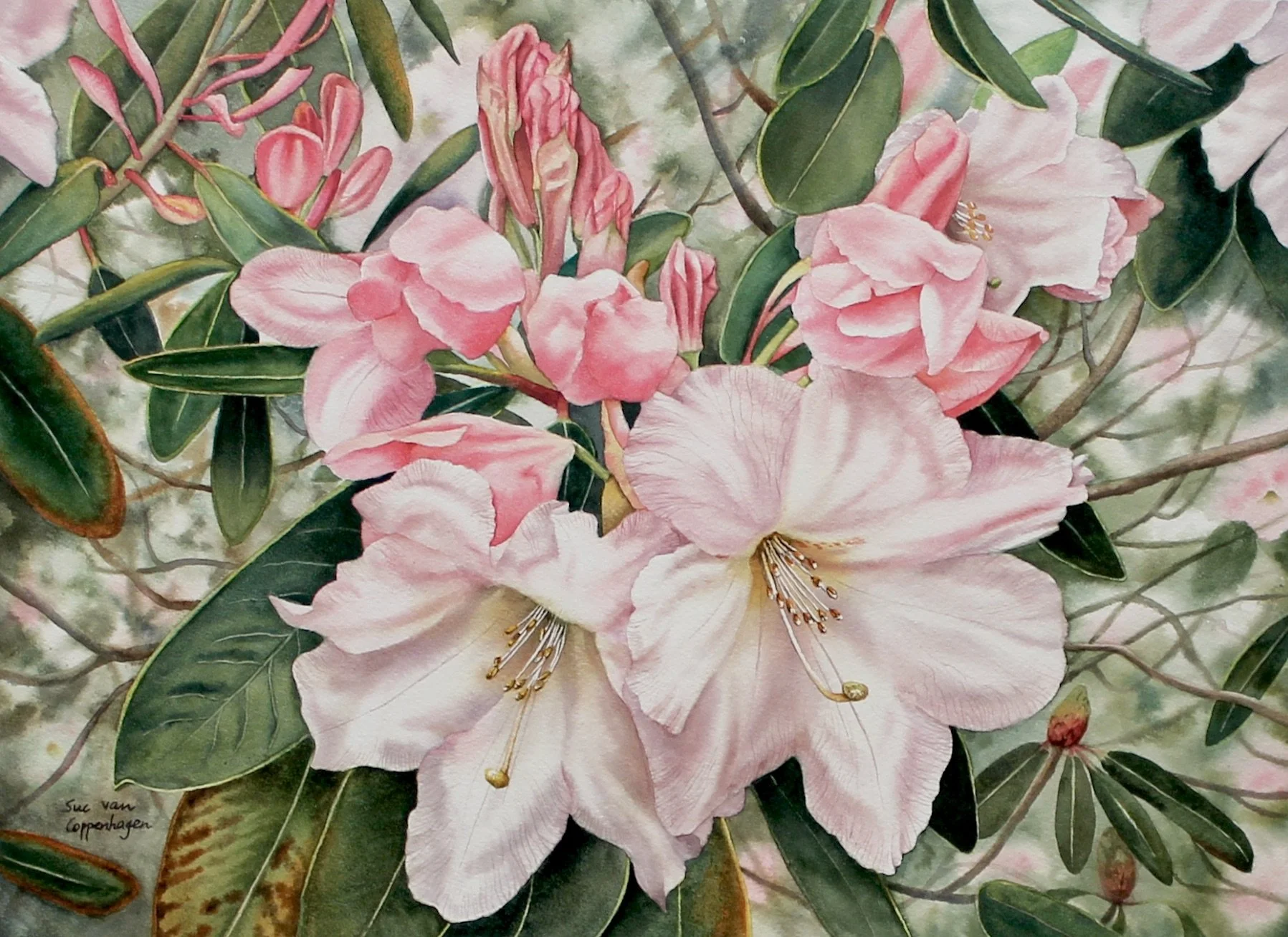Watercolour painting of pink rhododendron flowers and leaves growing with soft background tree context