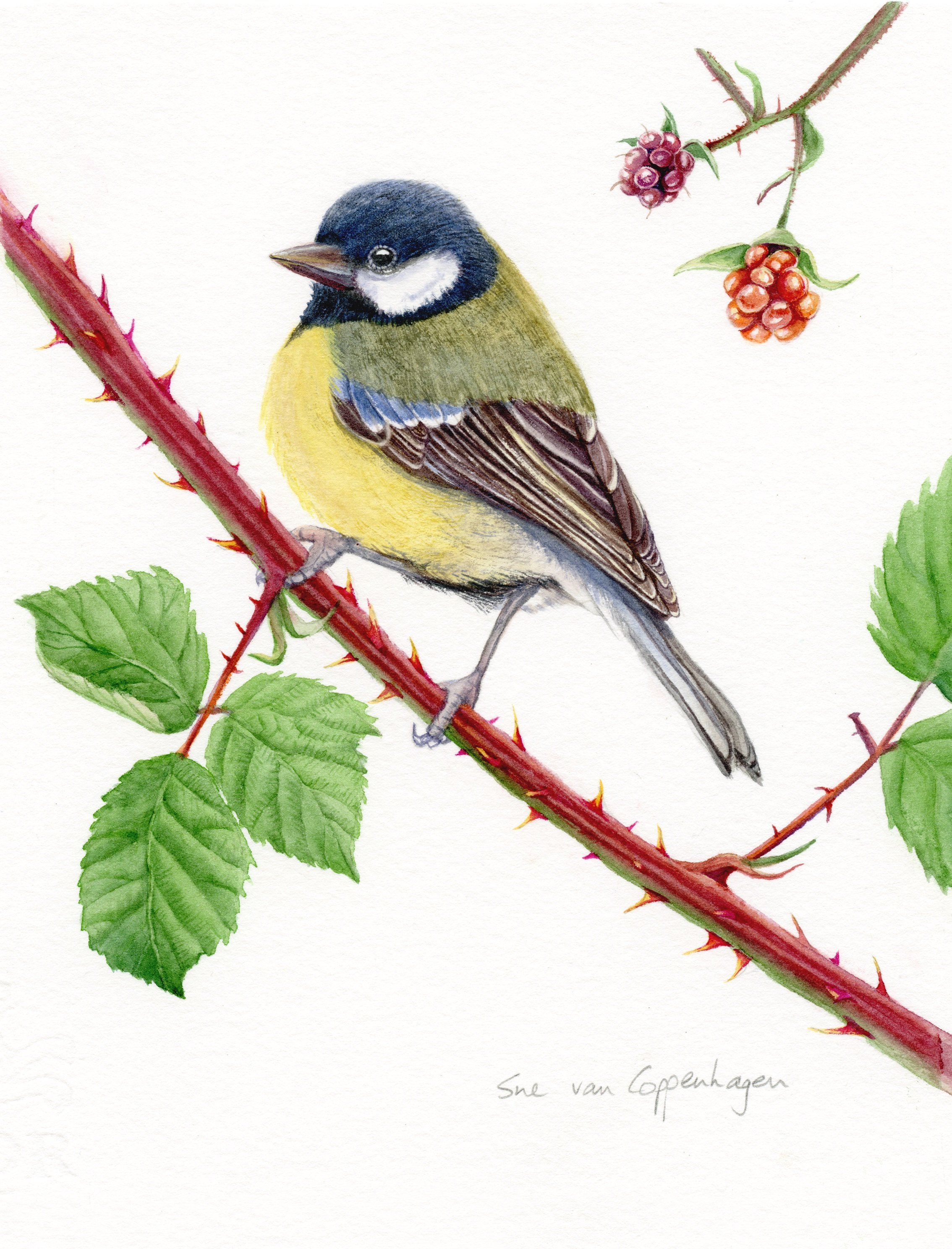 Great Tit