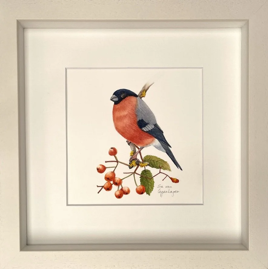 Framed painting of a crimson breasted bullfinch bird on a branch with red berries