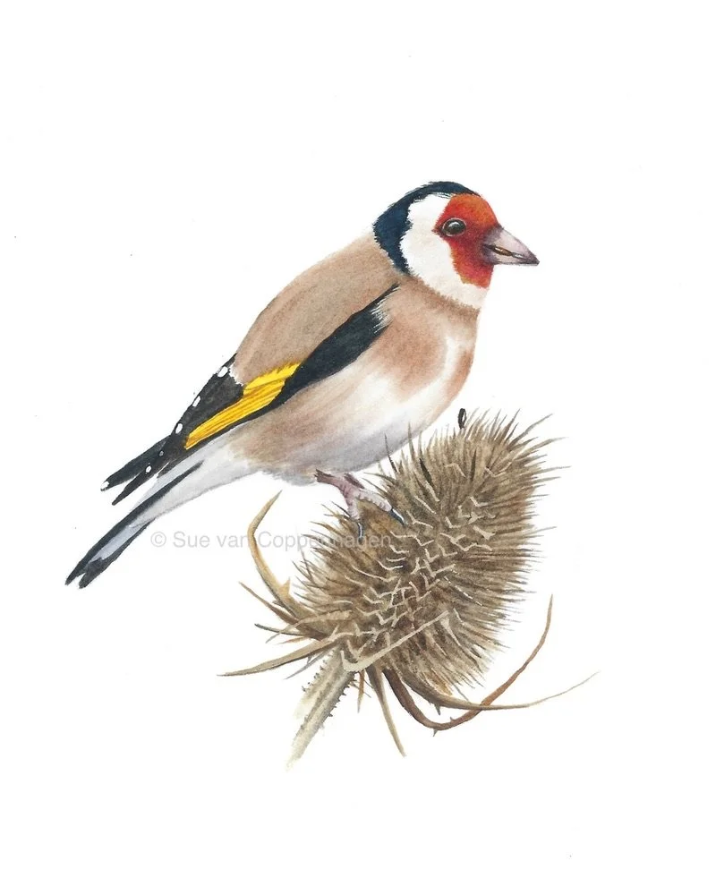 European goldfinch bird with red face on a dried teasel head, painted by Sue van Coppenhagen