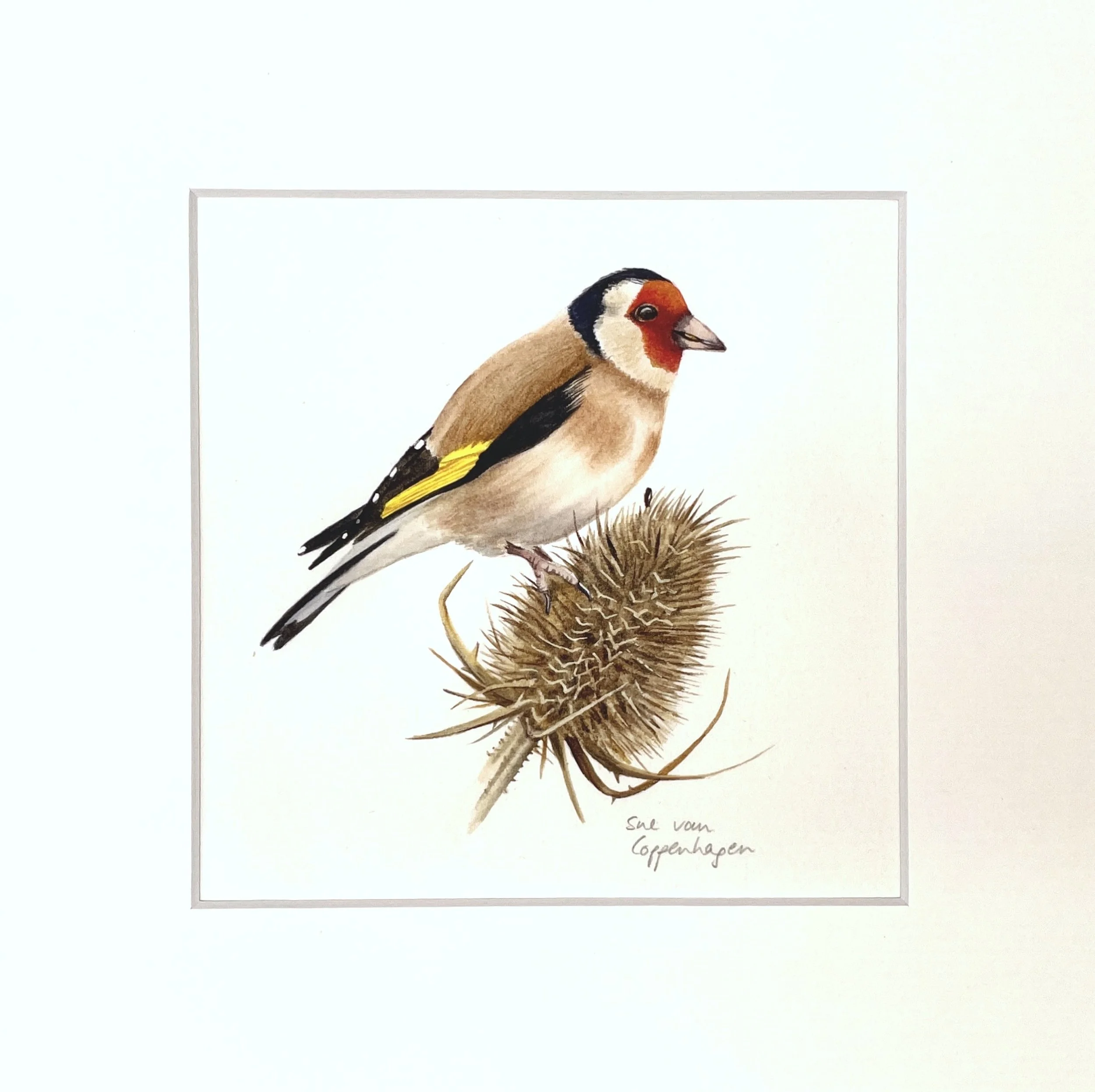 Mounted print of a European goldfinch bird with red face