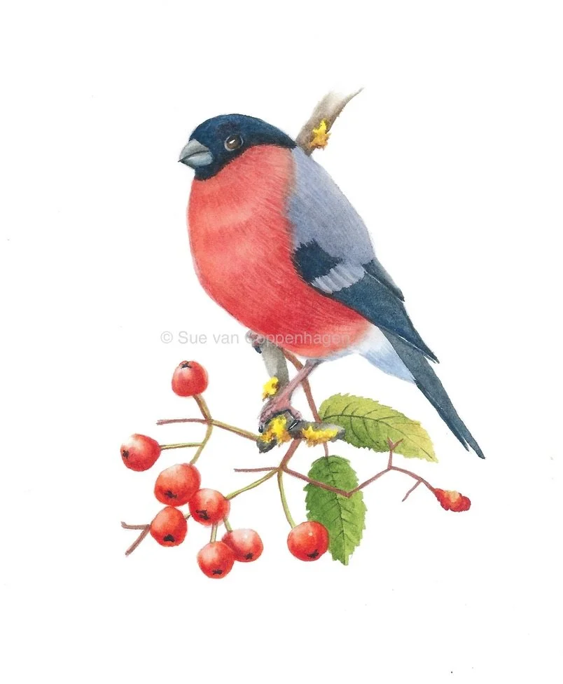 Red breasted male bullfinch bird on a branch with red berries