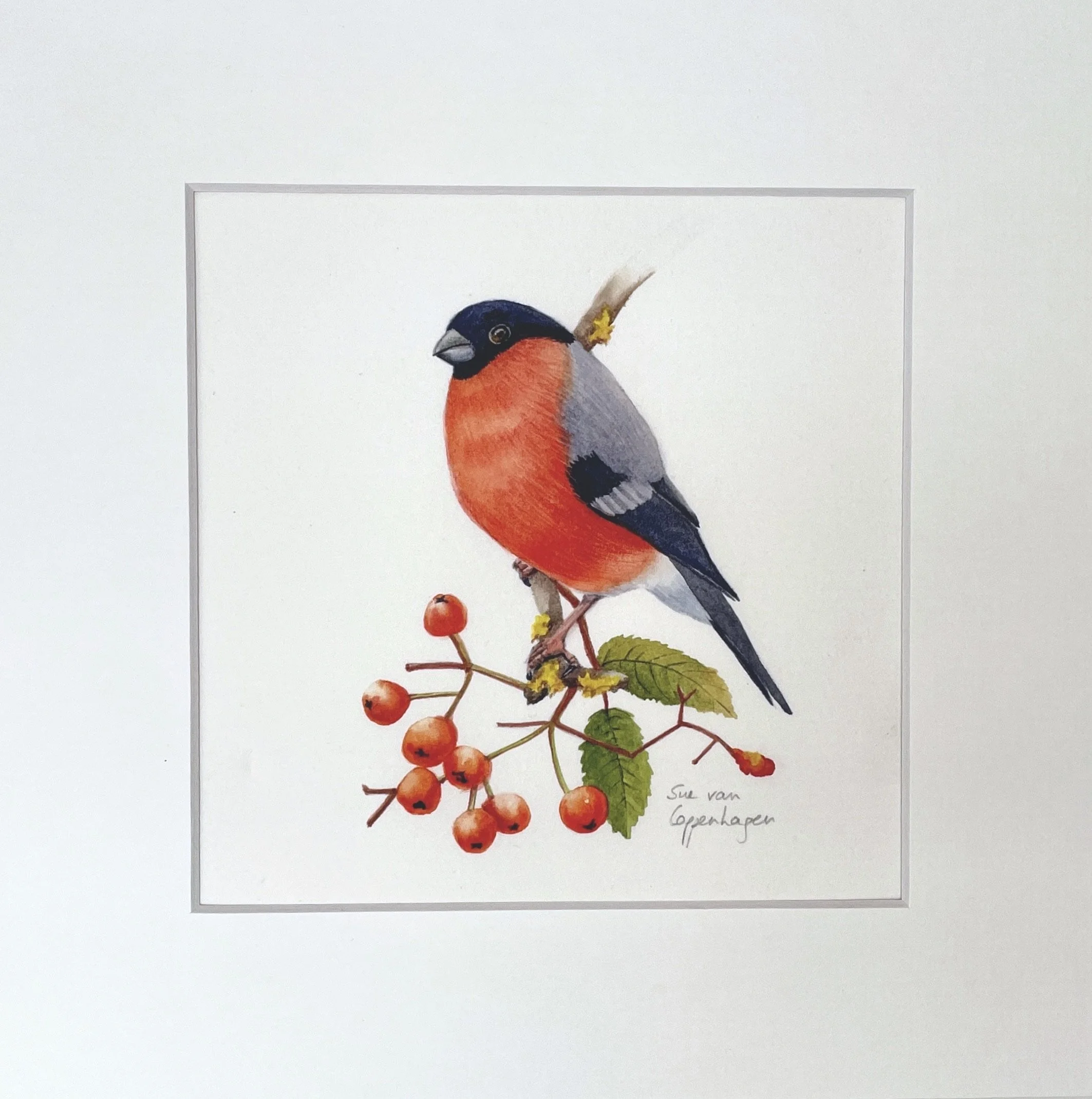 Male bullfinch bird on a branch with red berries, in a white mount