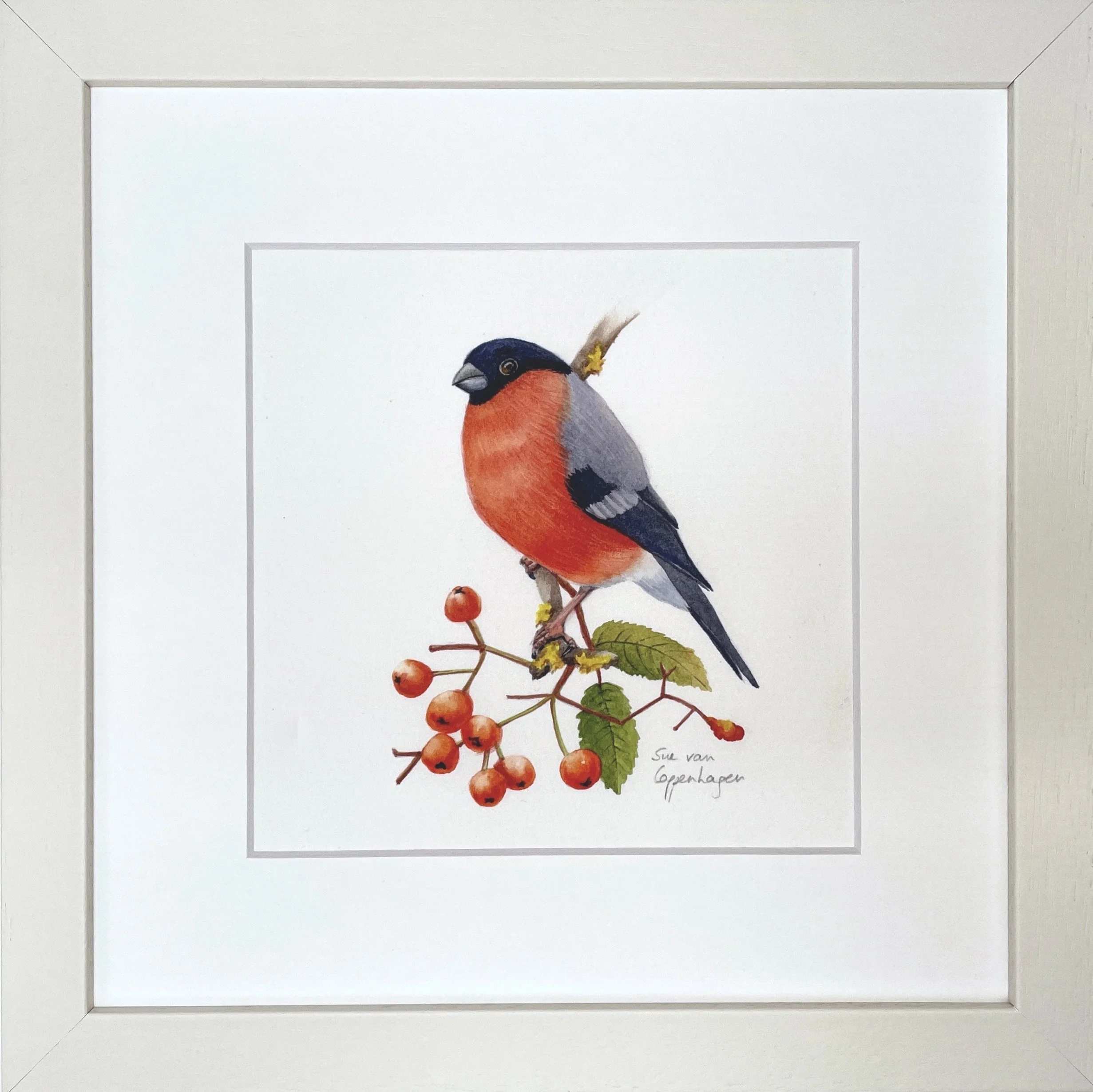 Framed print of a red breasted male bullfinch bird