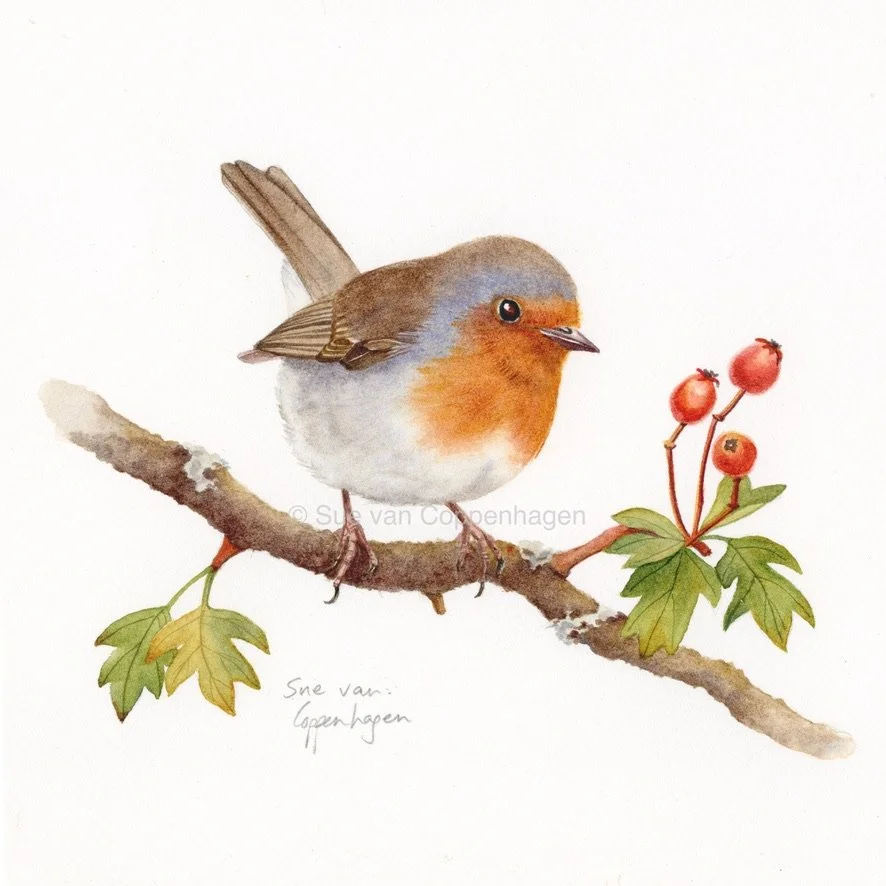 A red breasted robin perches on a branch with leaves and red hawthorn berries