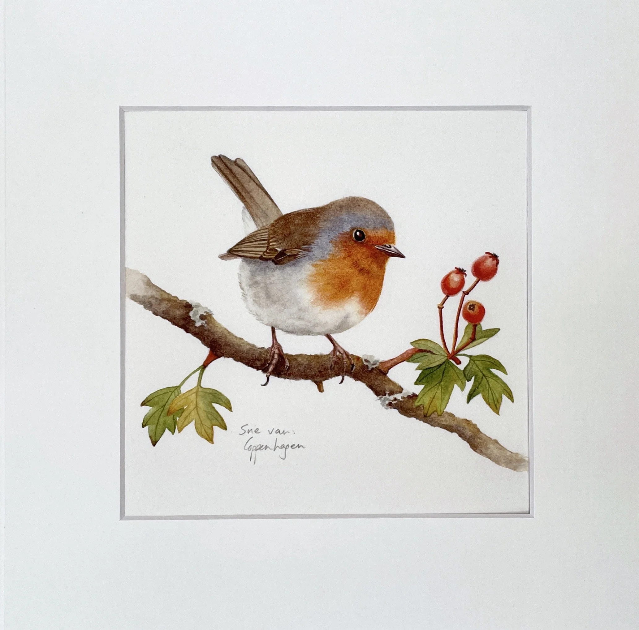 A print of a robin bird perched on a hawthorn branch with berries
