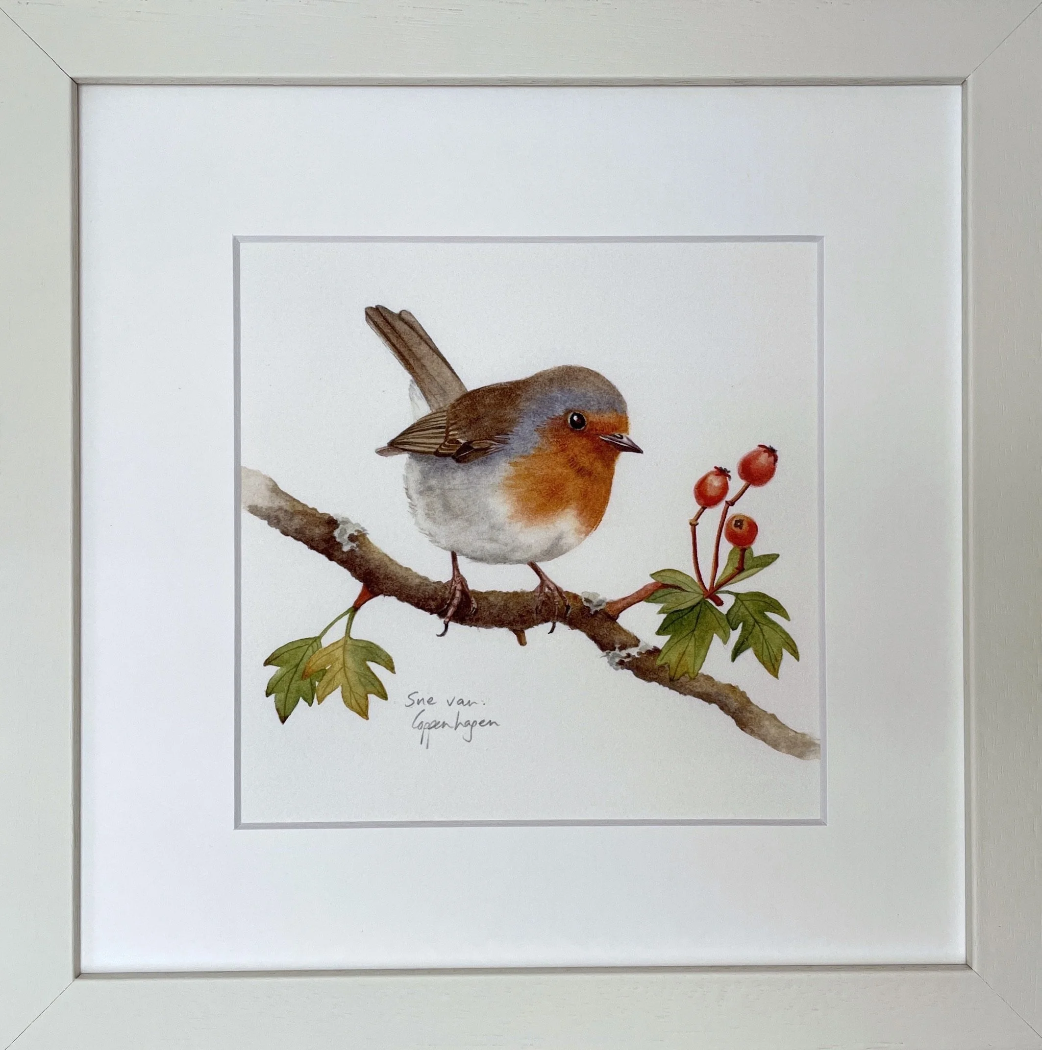 Framed print of a painting of a red breasted robin bird perched on a branch with red berries