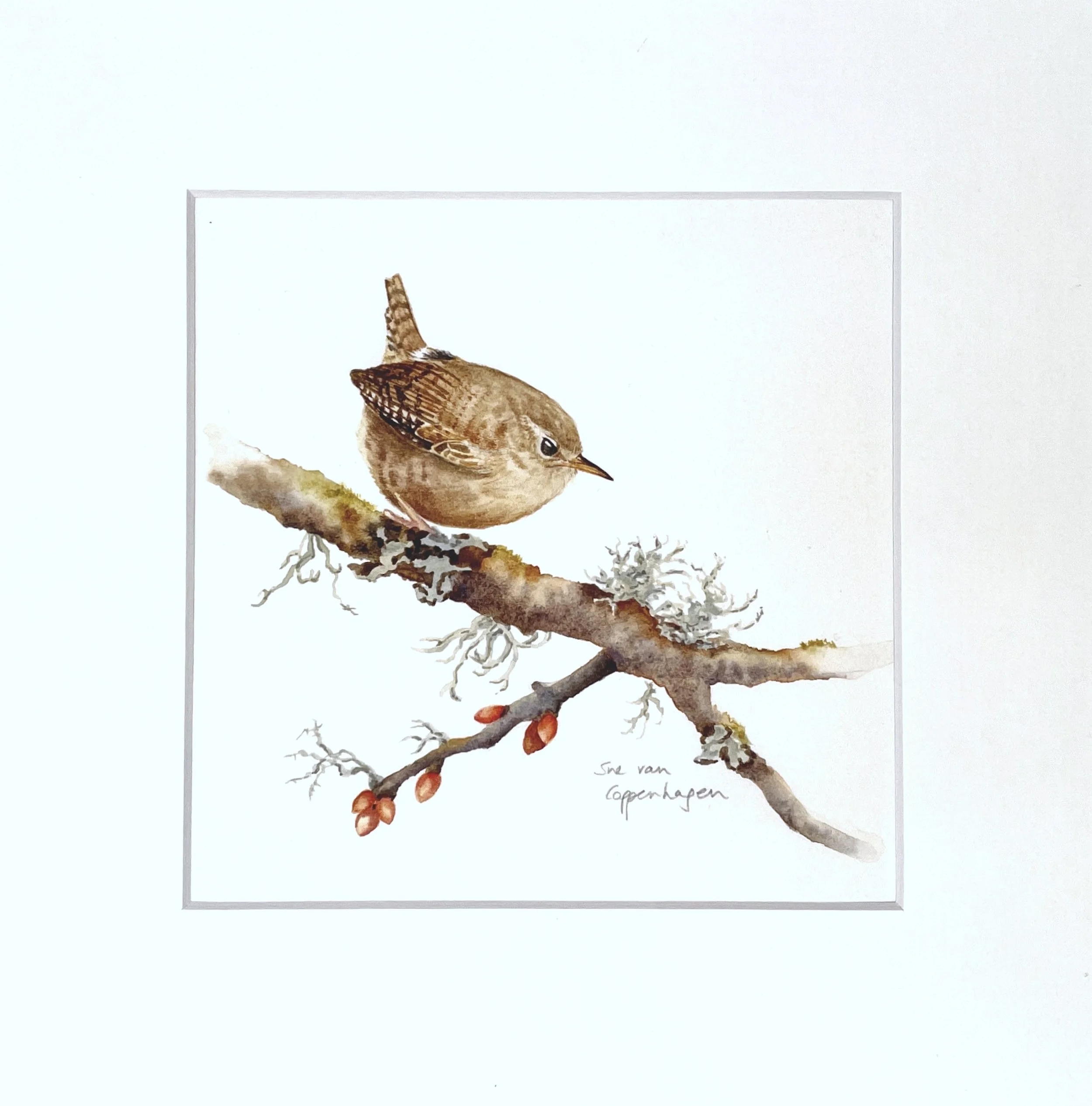 Mounted print of a brown wren bird perched on a branch with lichens