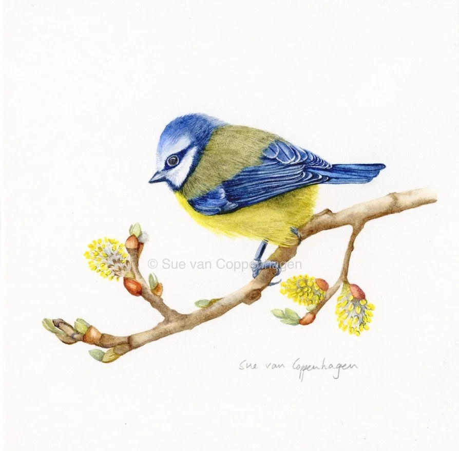 A Eurasian blue tit bird with blue head and wings, and yellow chest, perches on a branch with catkins bearing yellow pollen
