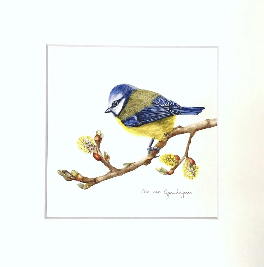 Mounted print of a blue tit bird on a branch with yellow catkins