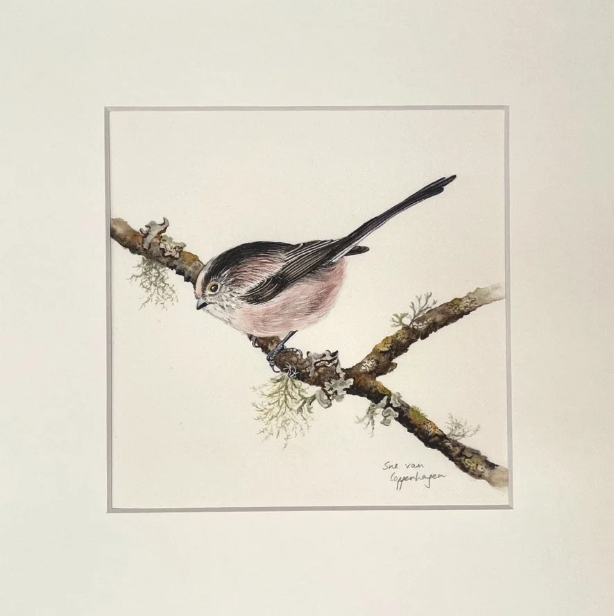 A mounted print of a long tailed tit bird on a branch with lichens