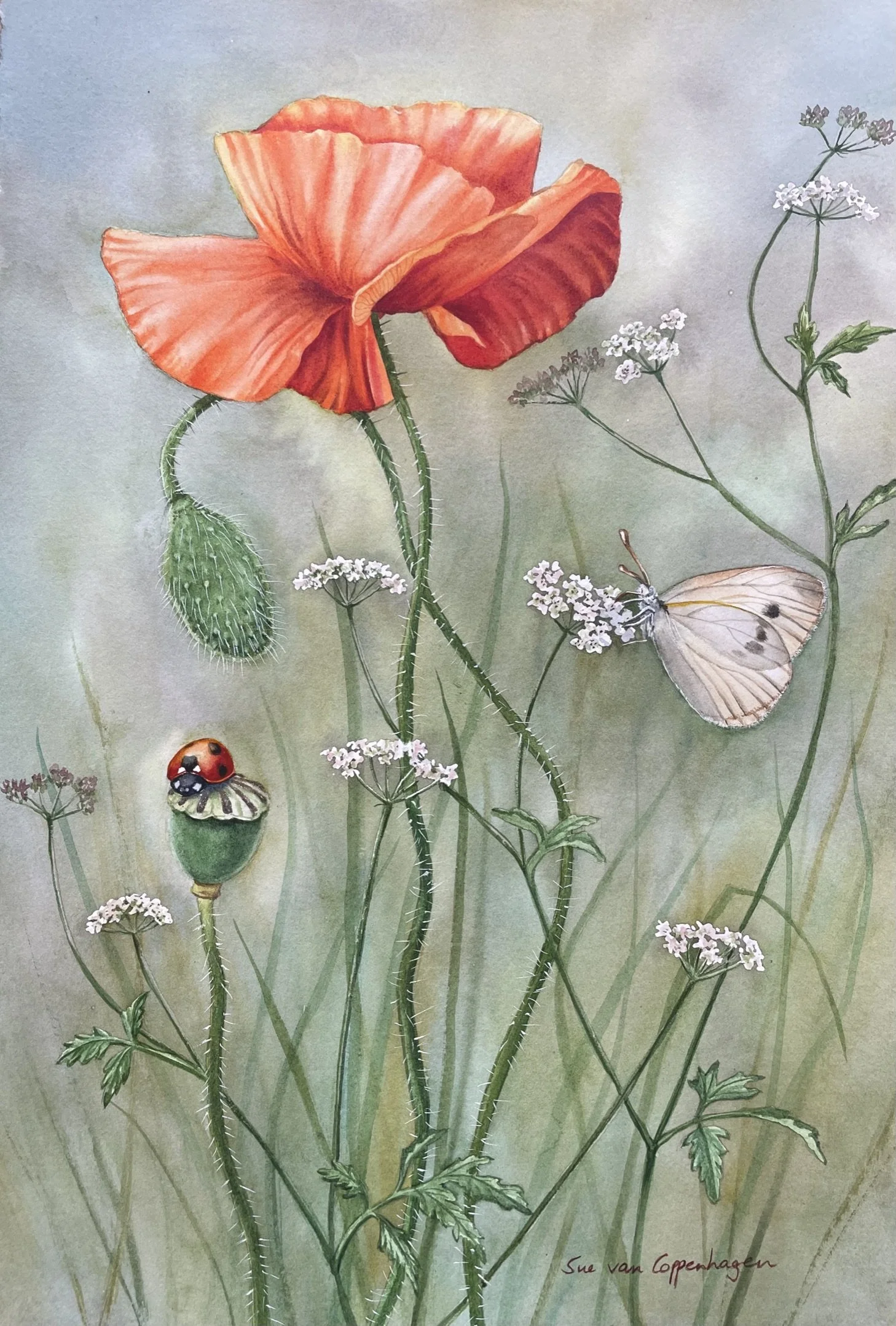 Painting of a red poppy and small white flowers with white butterfly and red ladybird