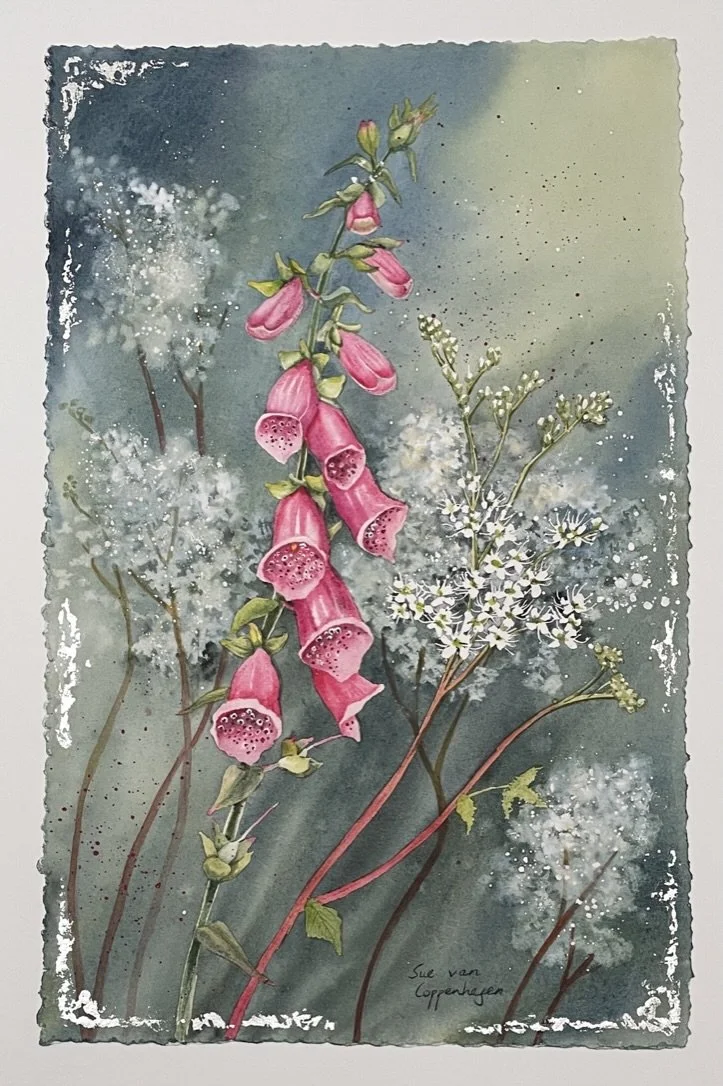 A spike of magenta foxglove flowers surrounded by frothy whit meadowsweet flowers on a green and blue background