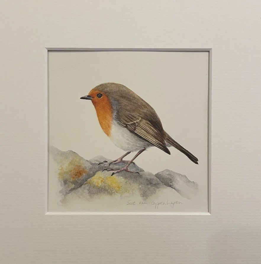 Mounted painting of a red breasted European robin bird