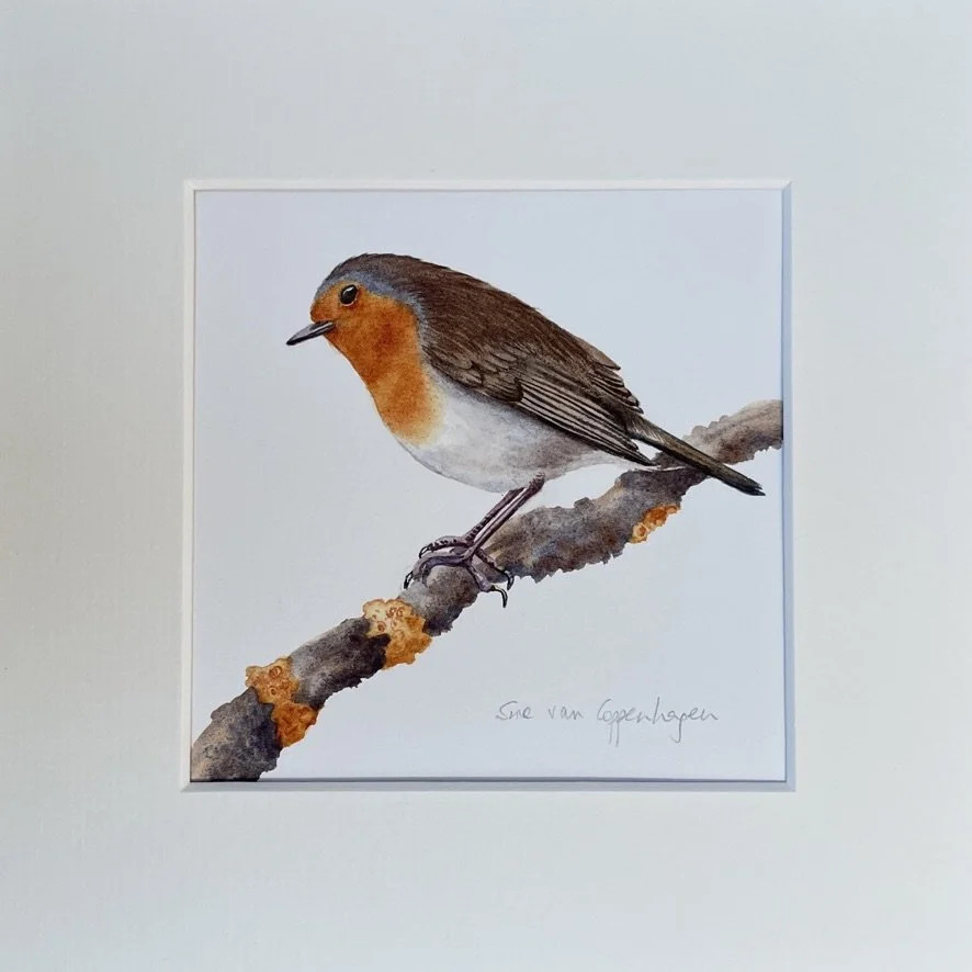 Mounted watercolour painting of a European robin bird