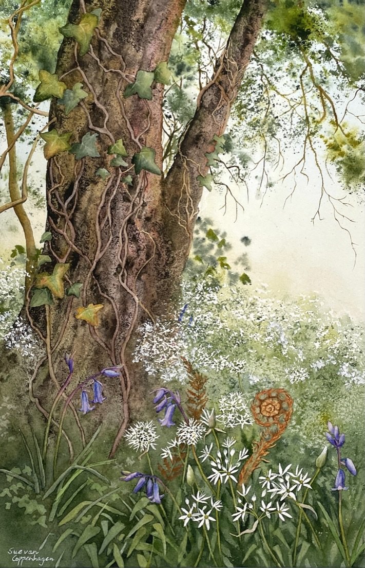 Painting of a tree with ivy above a carpet of white wild garlic flowers, bluebells and ferns