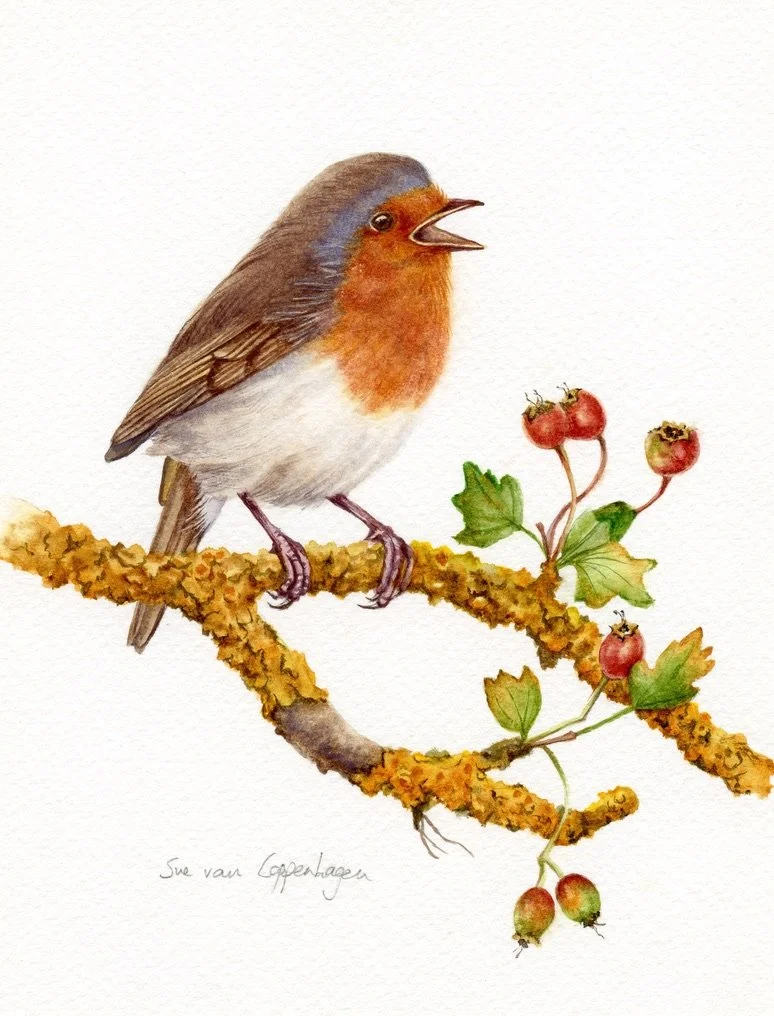 Red breasted robin bird with open beak on a branch with orange lichens and red hawthorn berries