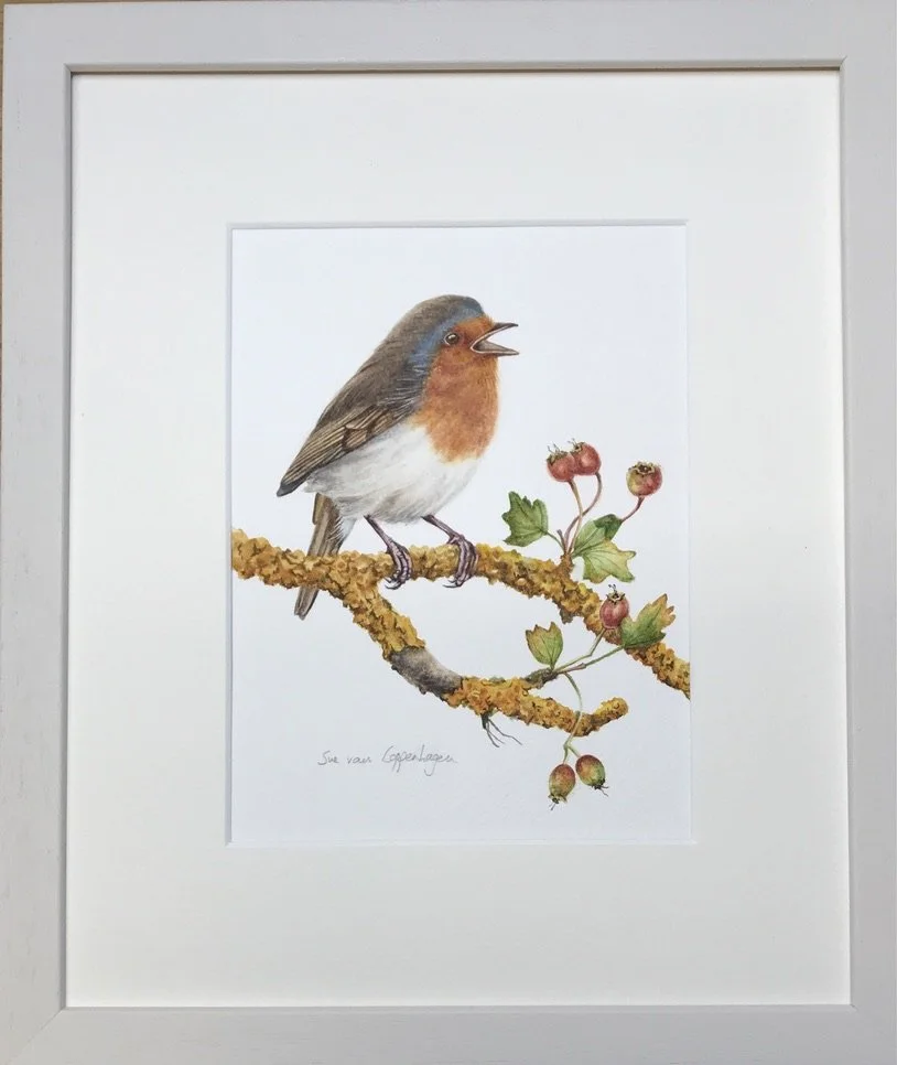 Framed print of a red breasted robin bird on a branch with orange lichens and red berries
