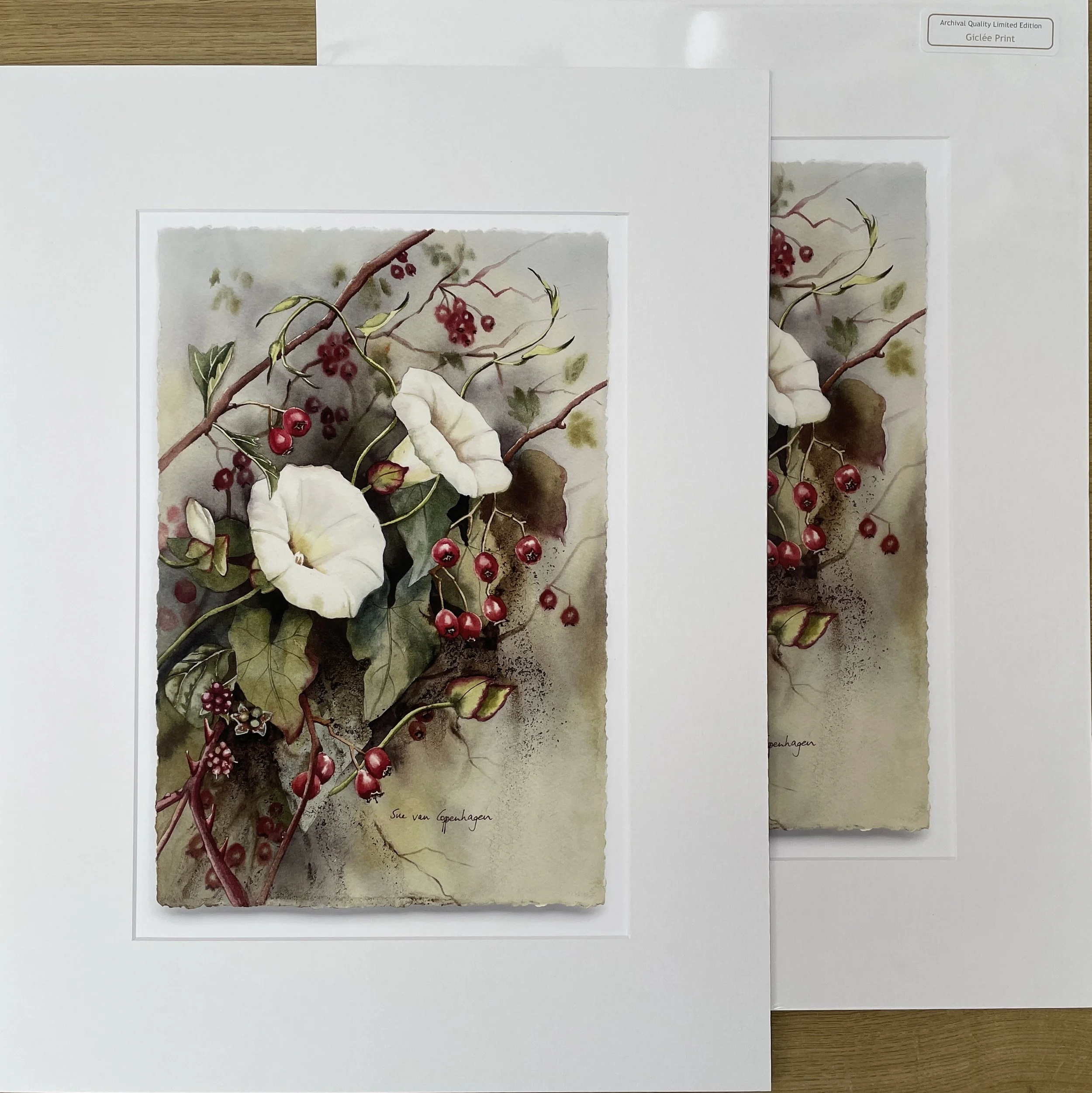 Mounted prints of convolulus painting showing two white flowers in a hedgerow with red berries against a grey background