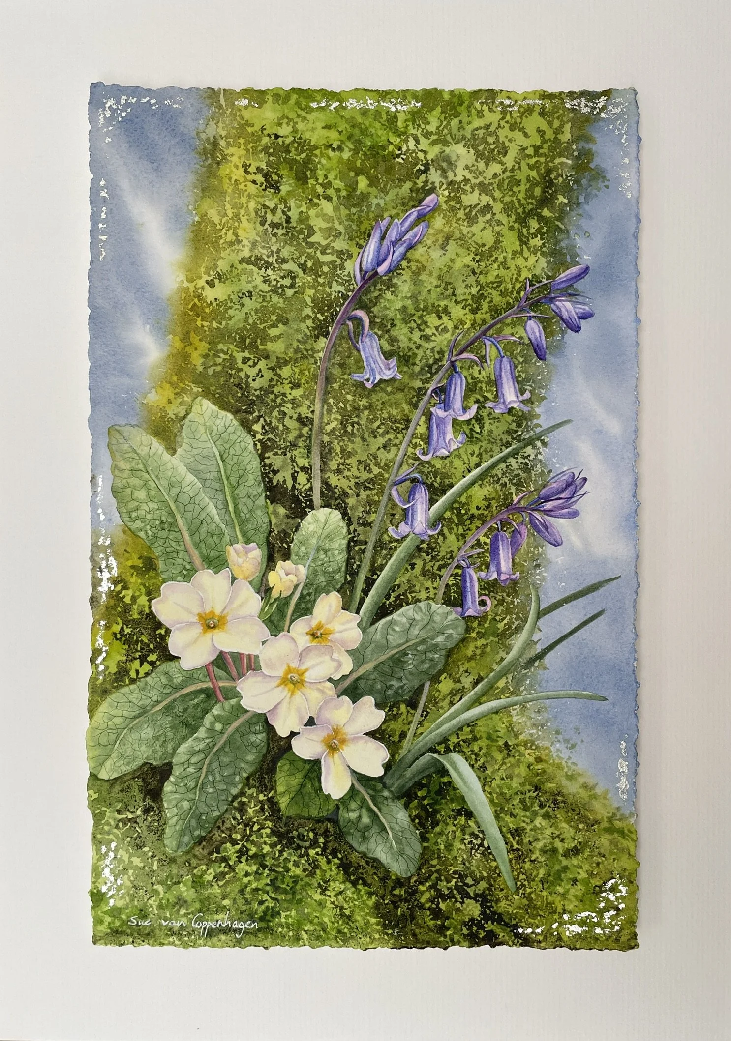 Painting by Sue van Coppenhagen of a tree covered in green moss, with yellow primrose flowers and a spray of bluebells