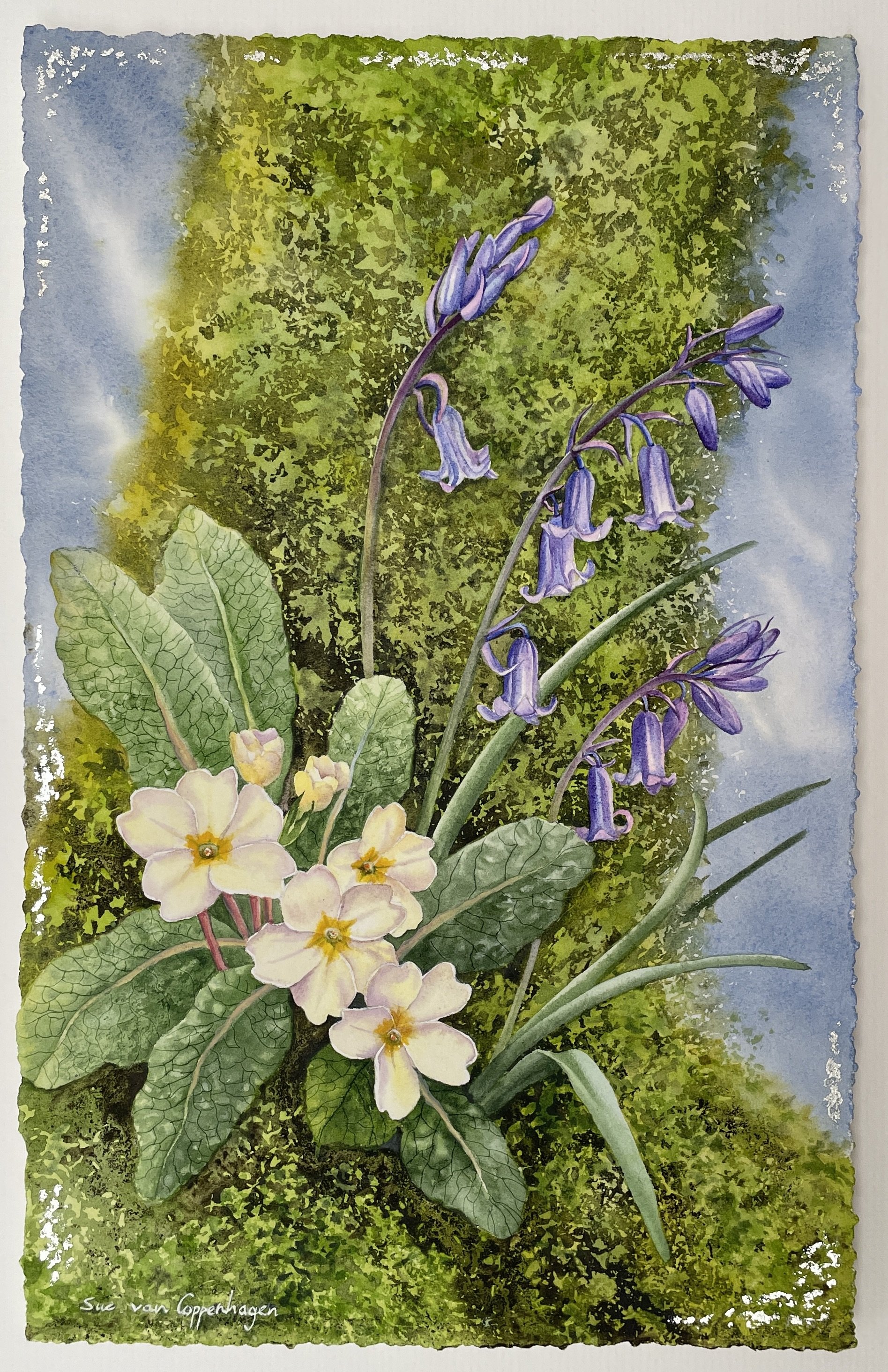 Painting by Sue van Coppenhagen of a tree covered in green moss, with yellow primrose flowers and a spray of bluebells