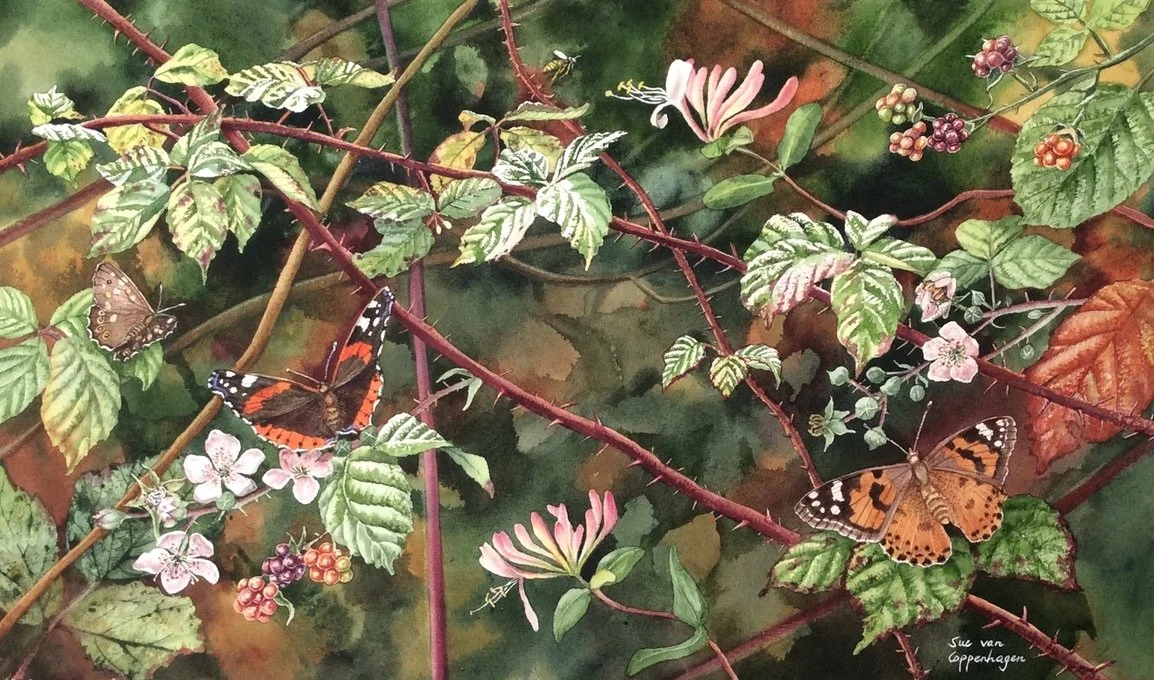 Painting of wild bramble branches with leaves, berries and pink flowers, and pink honeysuckle flowers with butterflies and bees against a dark background