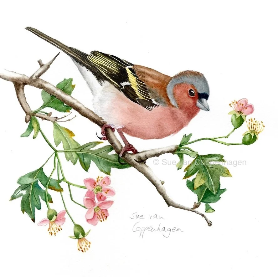 Painting of a male chaffinch bird on a branch of pink hawthorn blossom and leaves