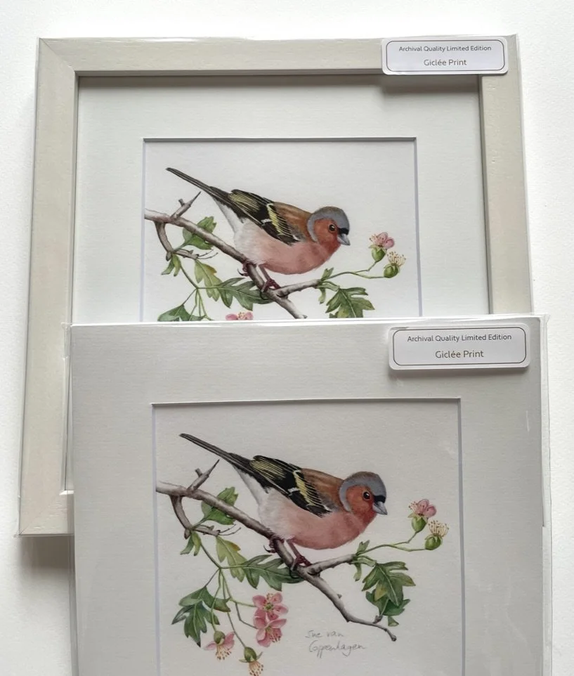 Two prints of a painting of a chaffinch bird