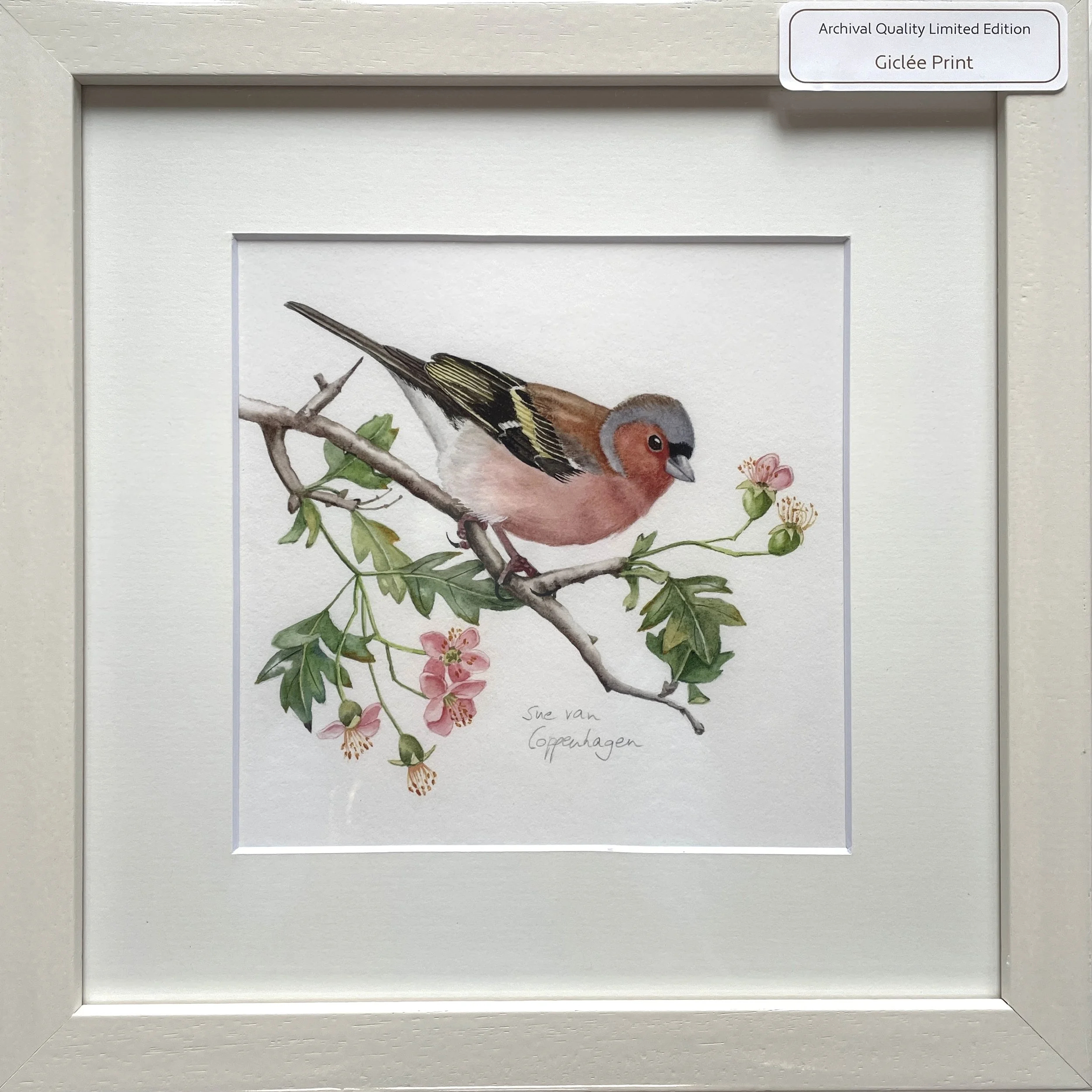Framed print of a chaffinch painting
