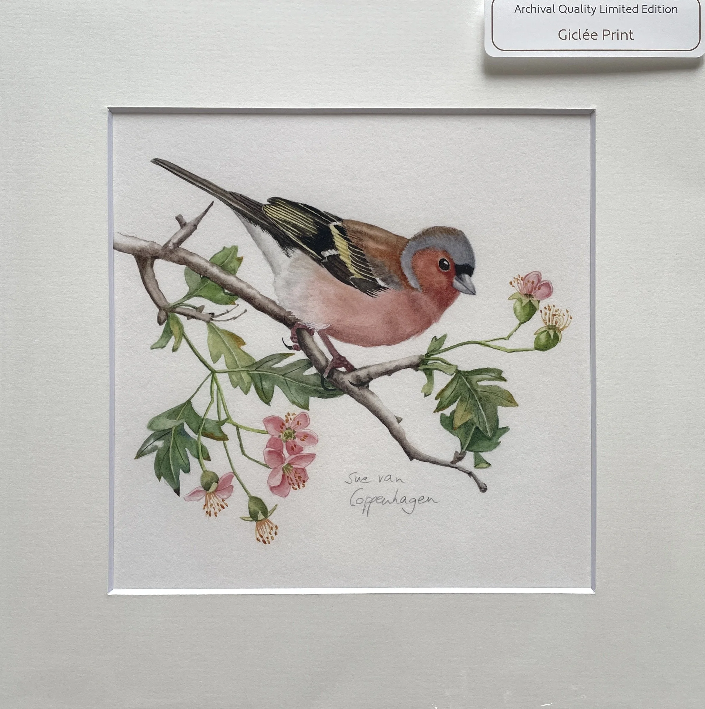 Print of a painting of a male chaffinch on a hawthorn branch