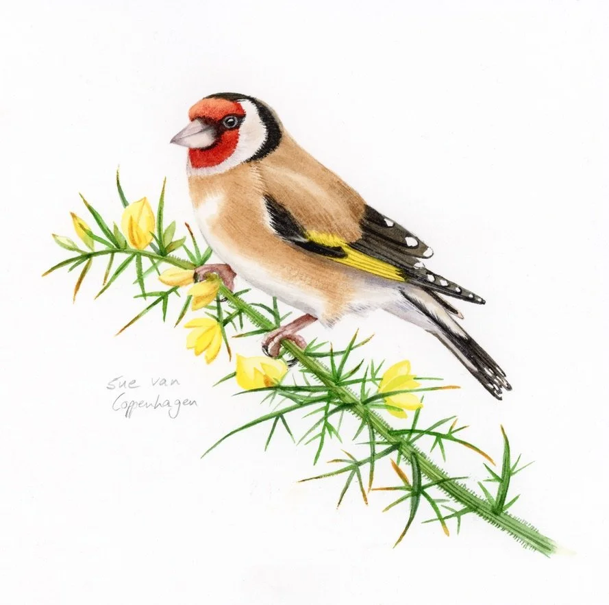 Painting of goldfinch bird with a red forehead, perched on a branch of prickly gorse with yellow flowers