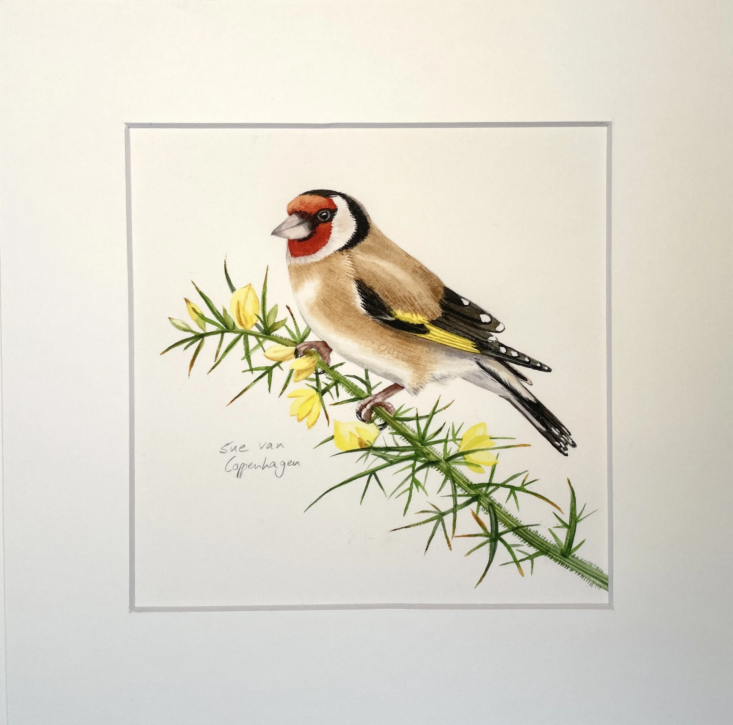 Mounted print of a goldfinch bird on a sprig of gorse with yellow flowers