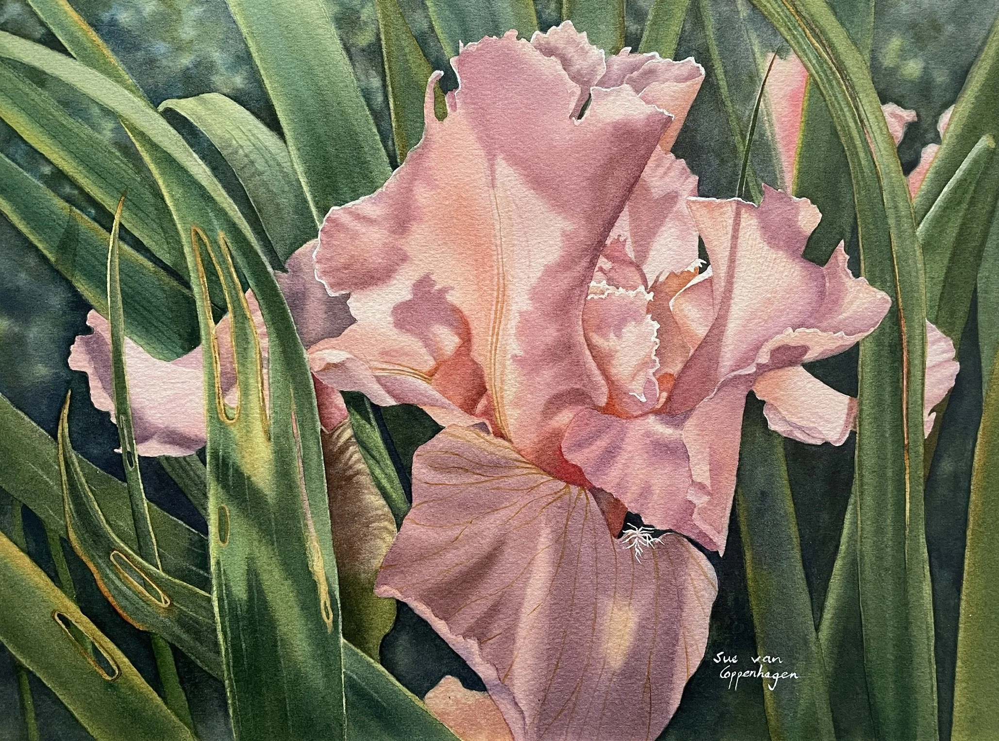 Salmon pink iris flower among many strappy green leaves, some with holes in