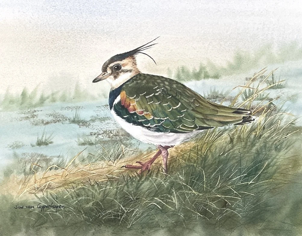 Watercolour painting of a lapwing bird, with glossy colourful plumage and a plumed crest, wading through grasses in front of a suggestion of water