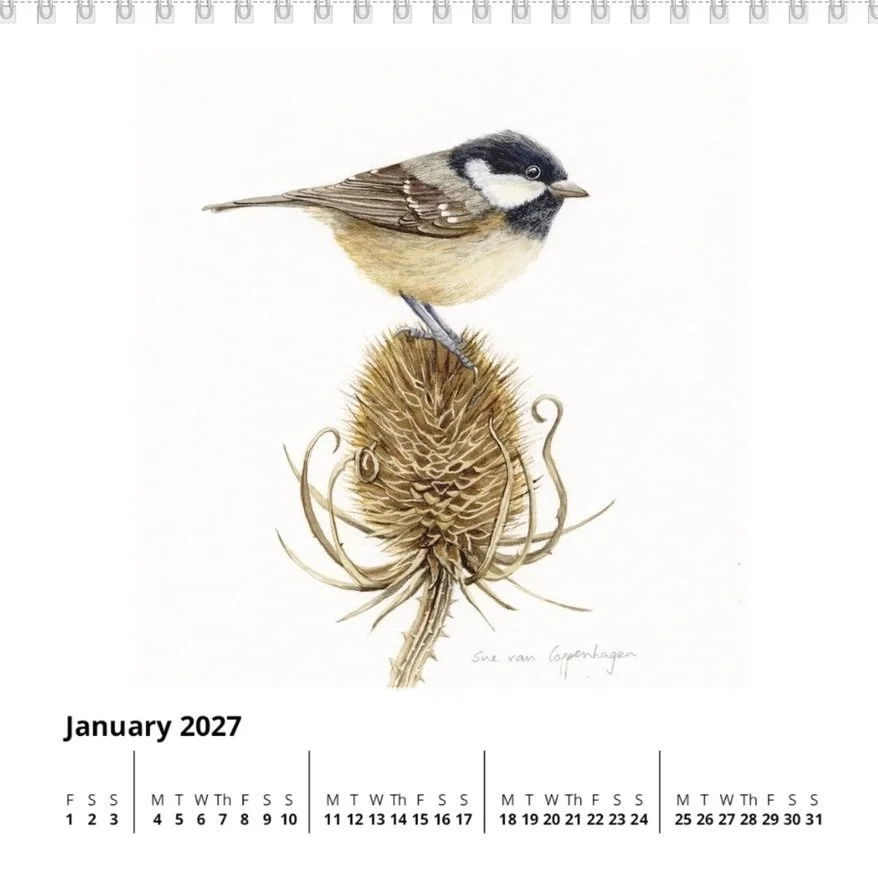 January page of square standing calendar with dates below a painting of a coal tit bird perched on a dried teasel