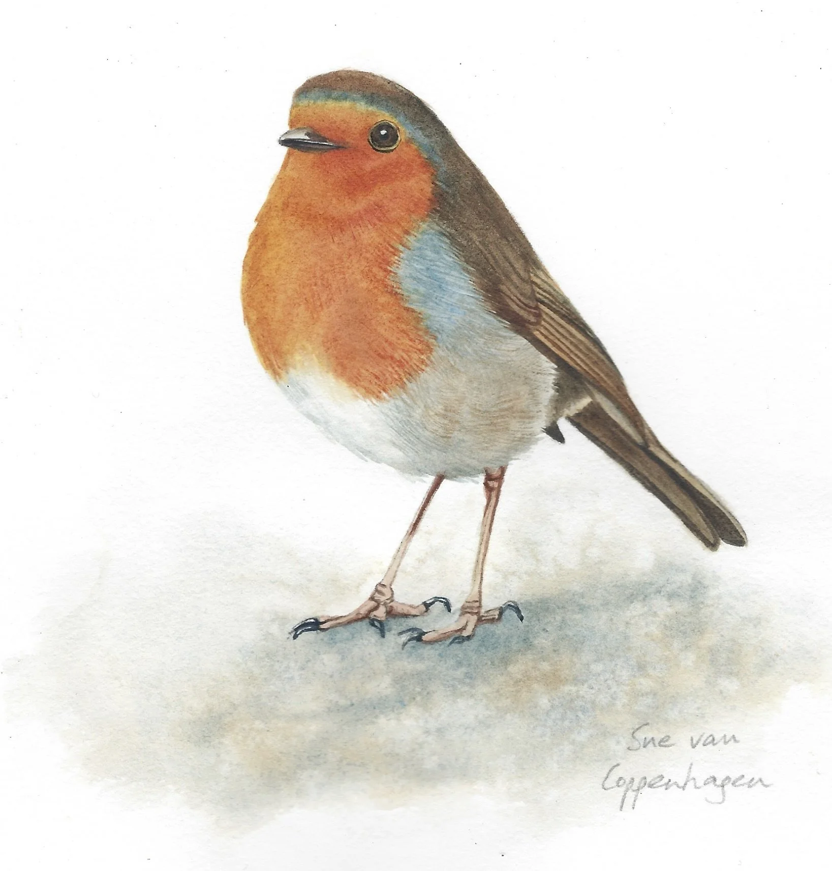 Watercolour painting of a European robin bird standing on stony ground